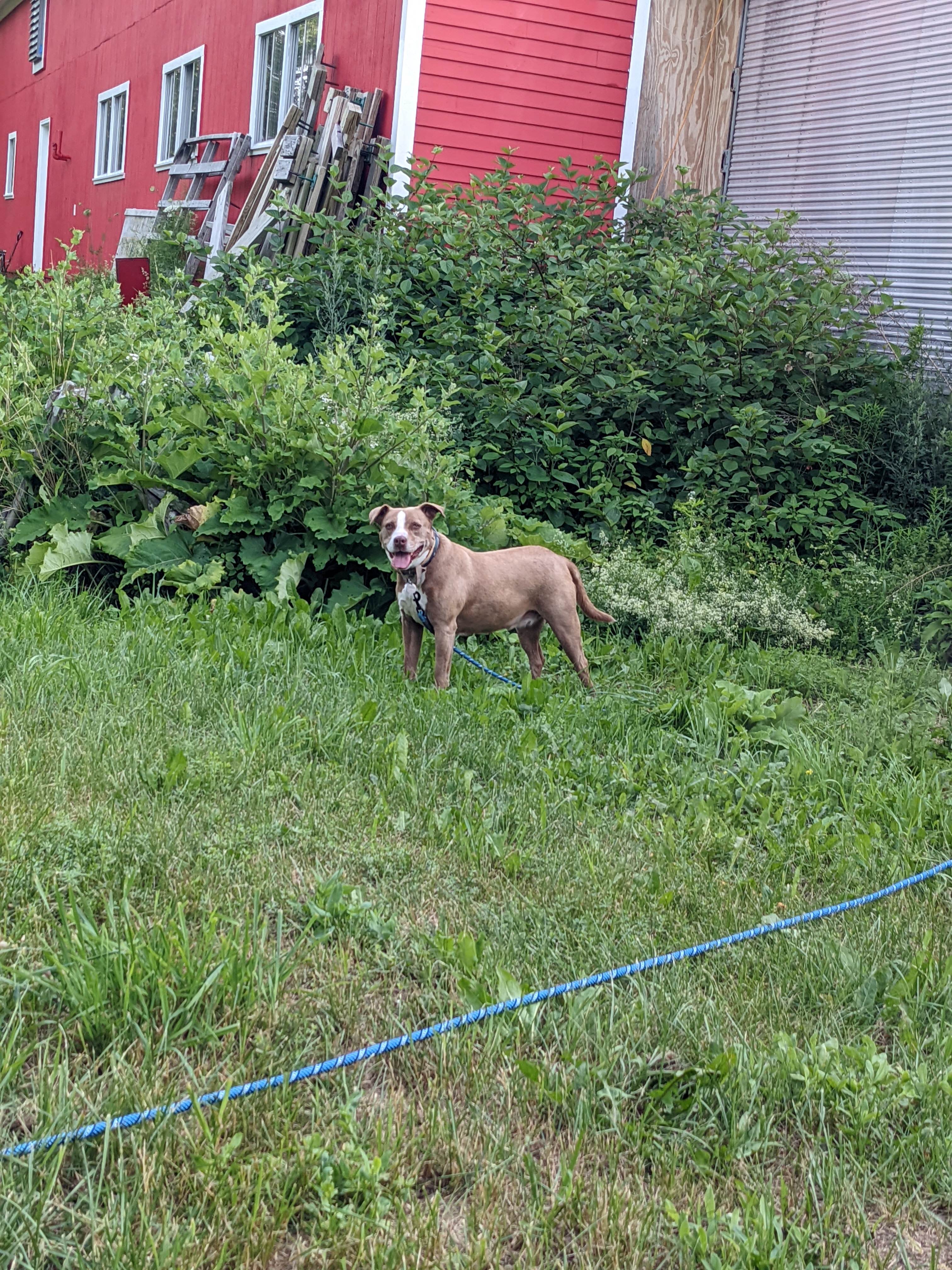 Our pups loved the stay! 