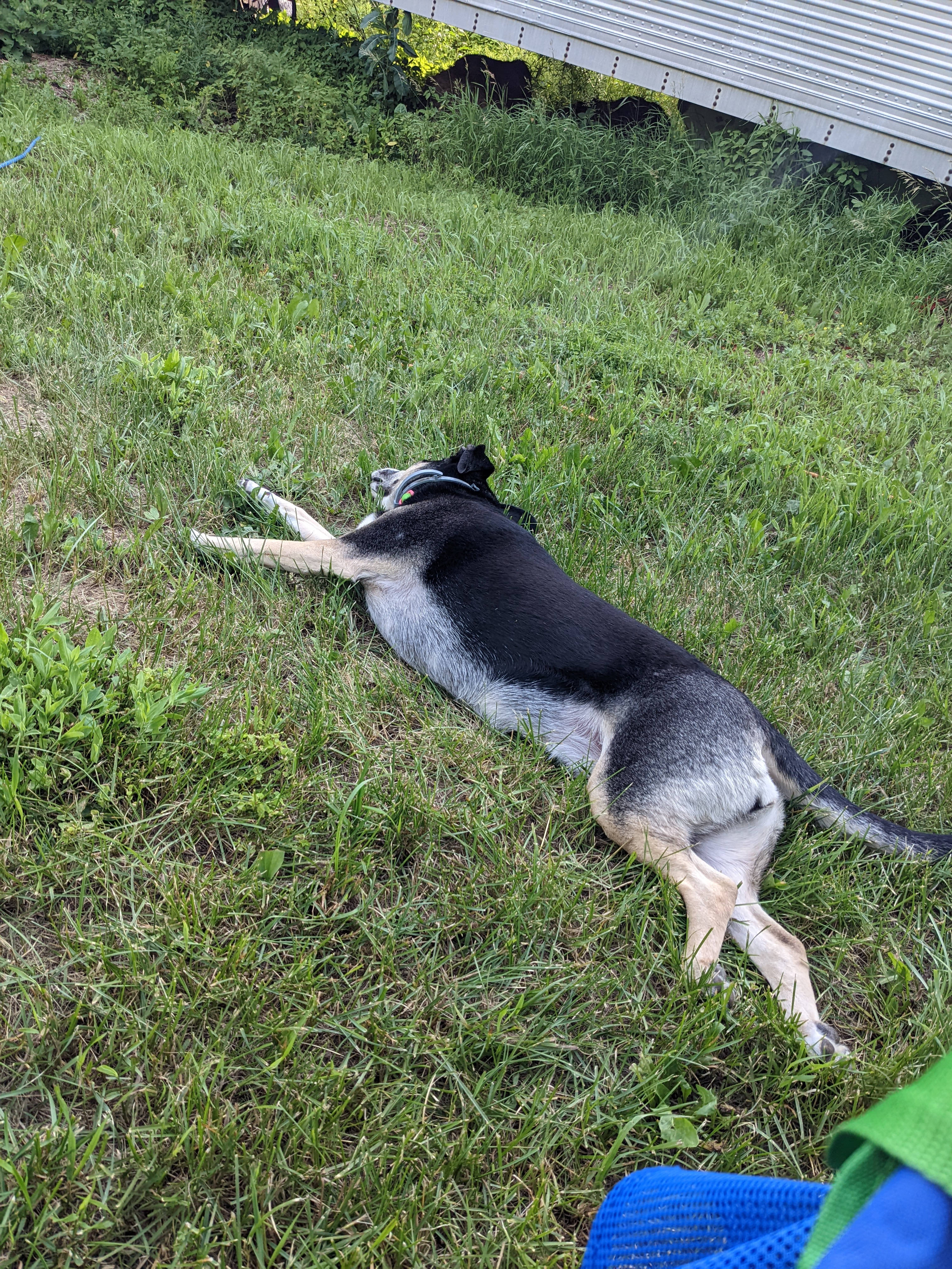 They really got into the relaxation part of our afternoons. 