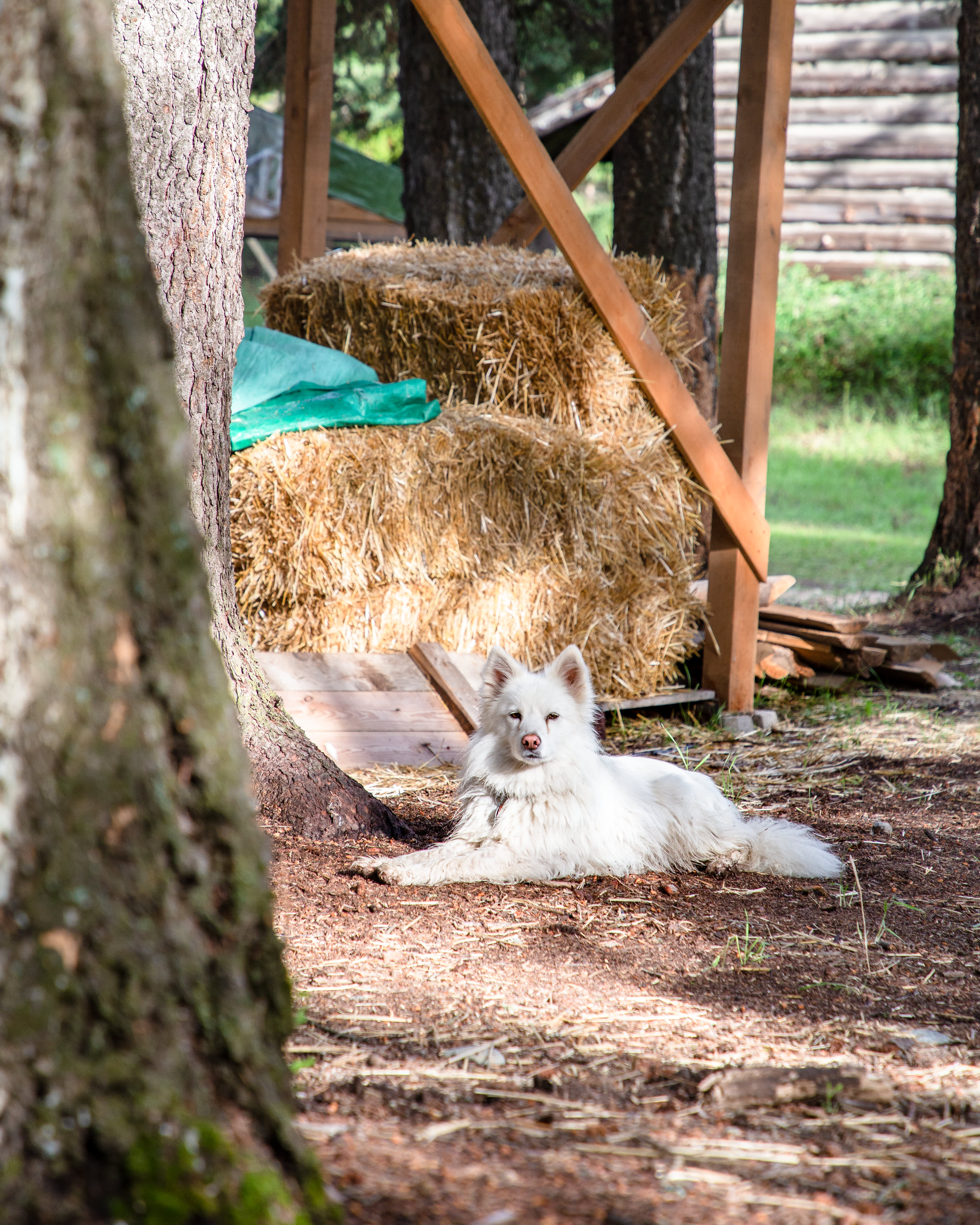 The resident tour guide is a cutie.
