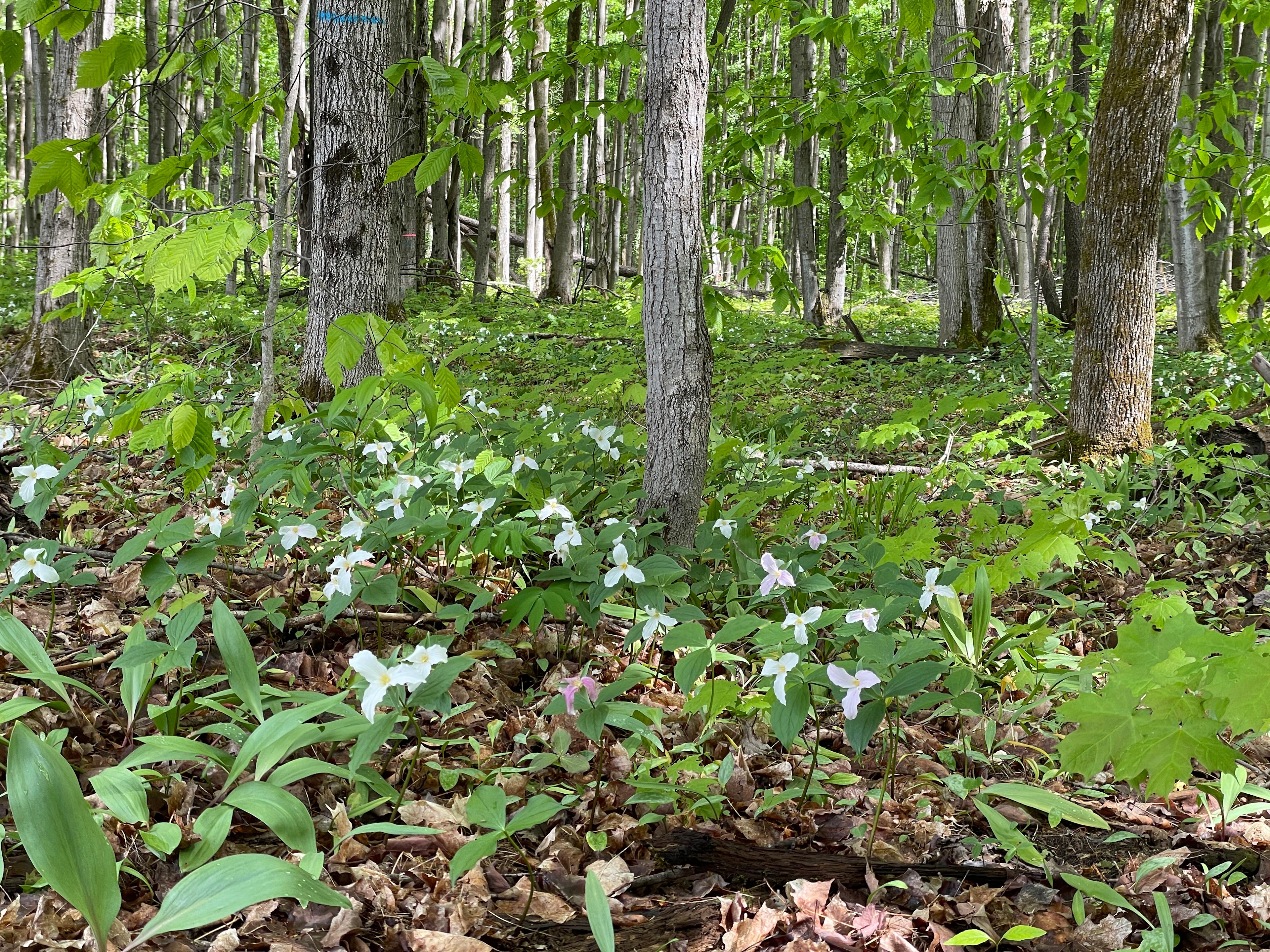 Maple Forest Seclusion