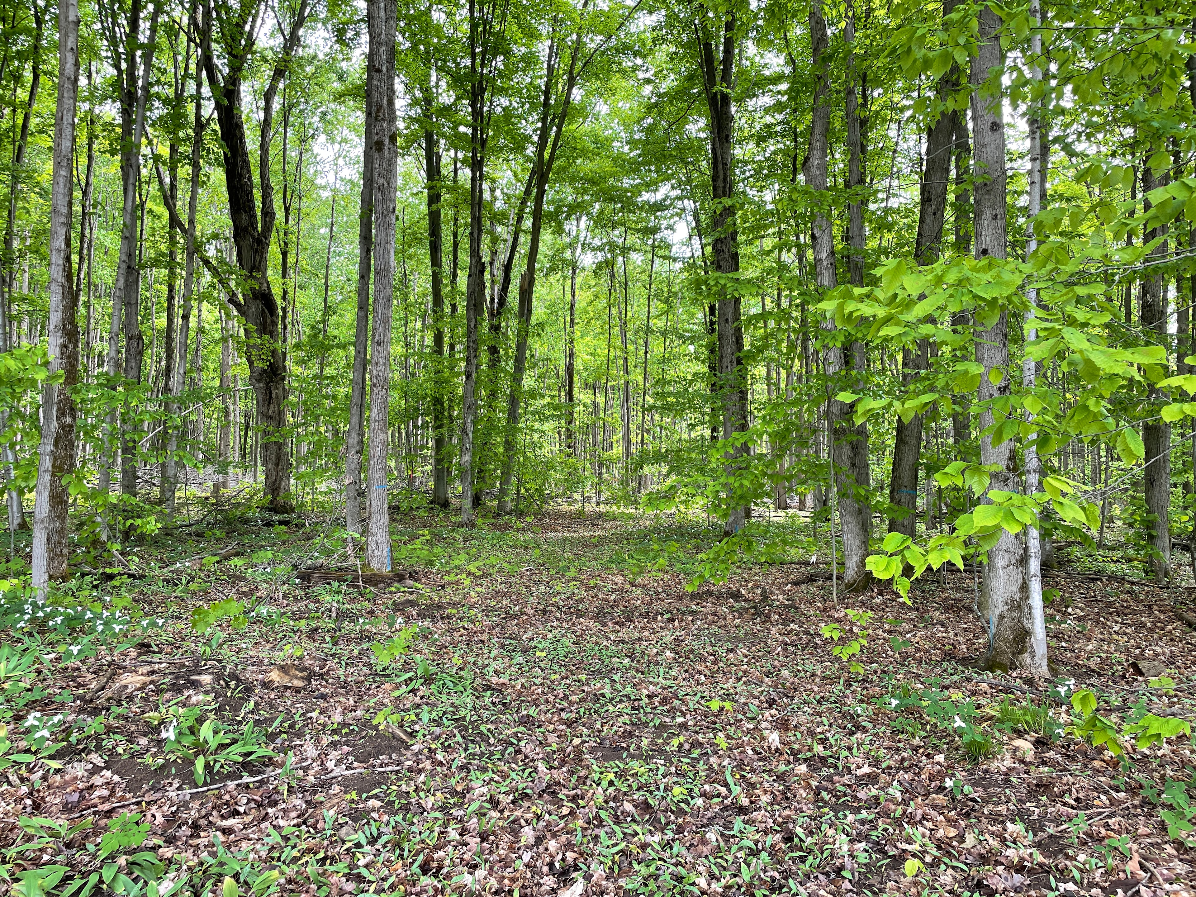 Maple Forest Seclusion