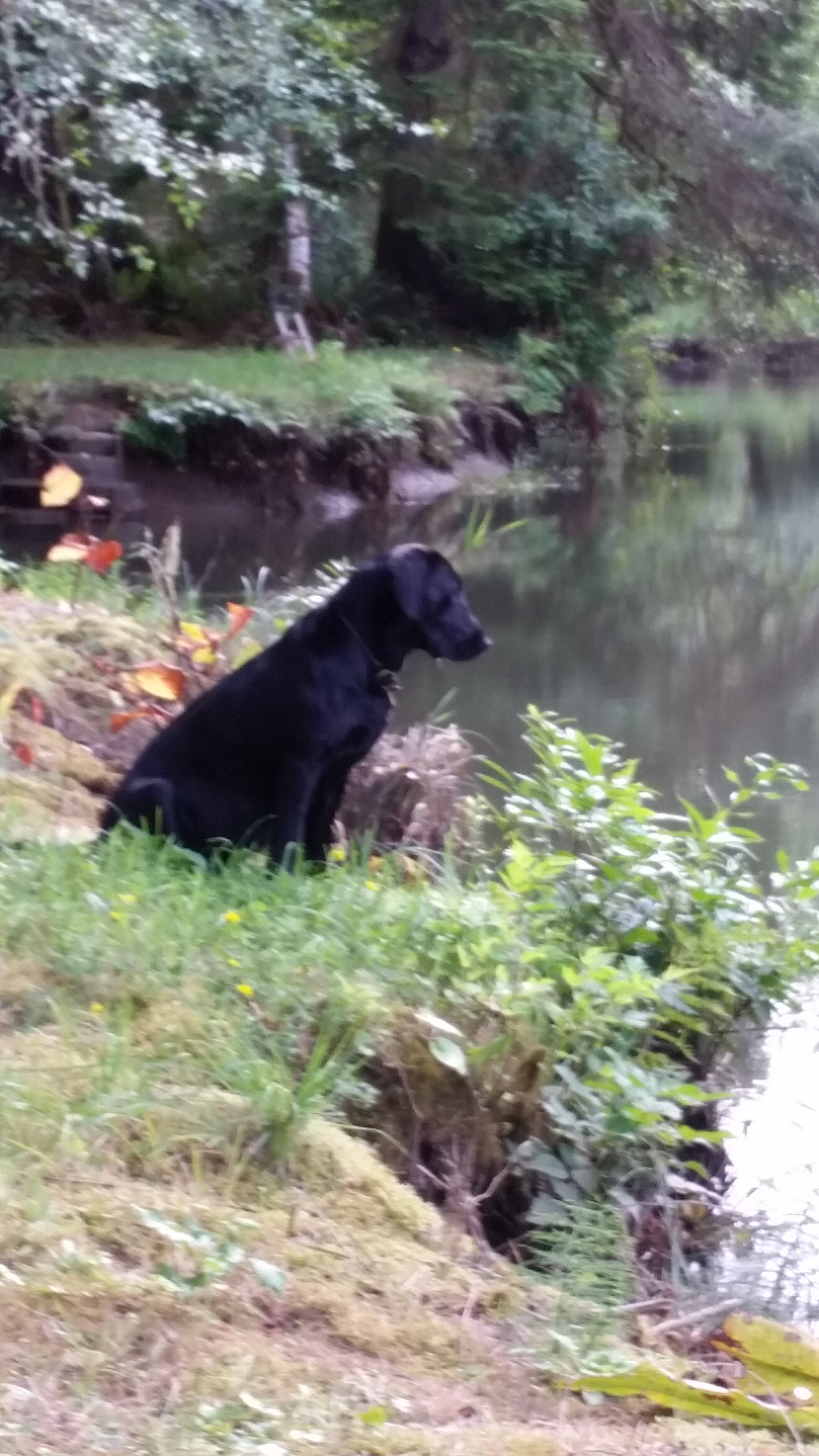 Dog walking