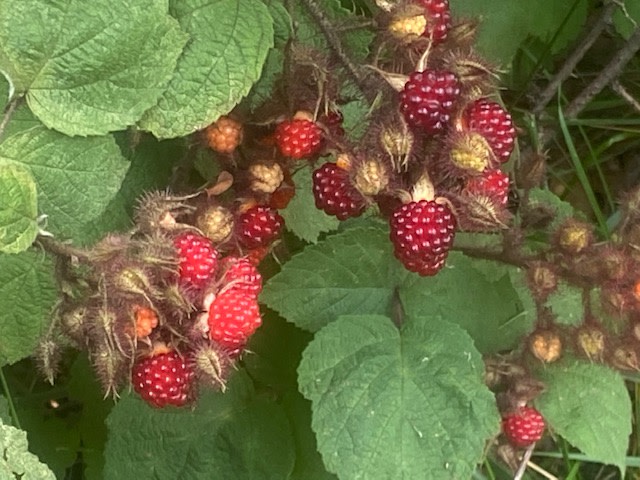 Late June into July.   yum.   so many we can't pick them all. 
