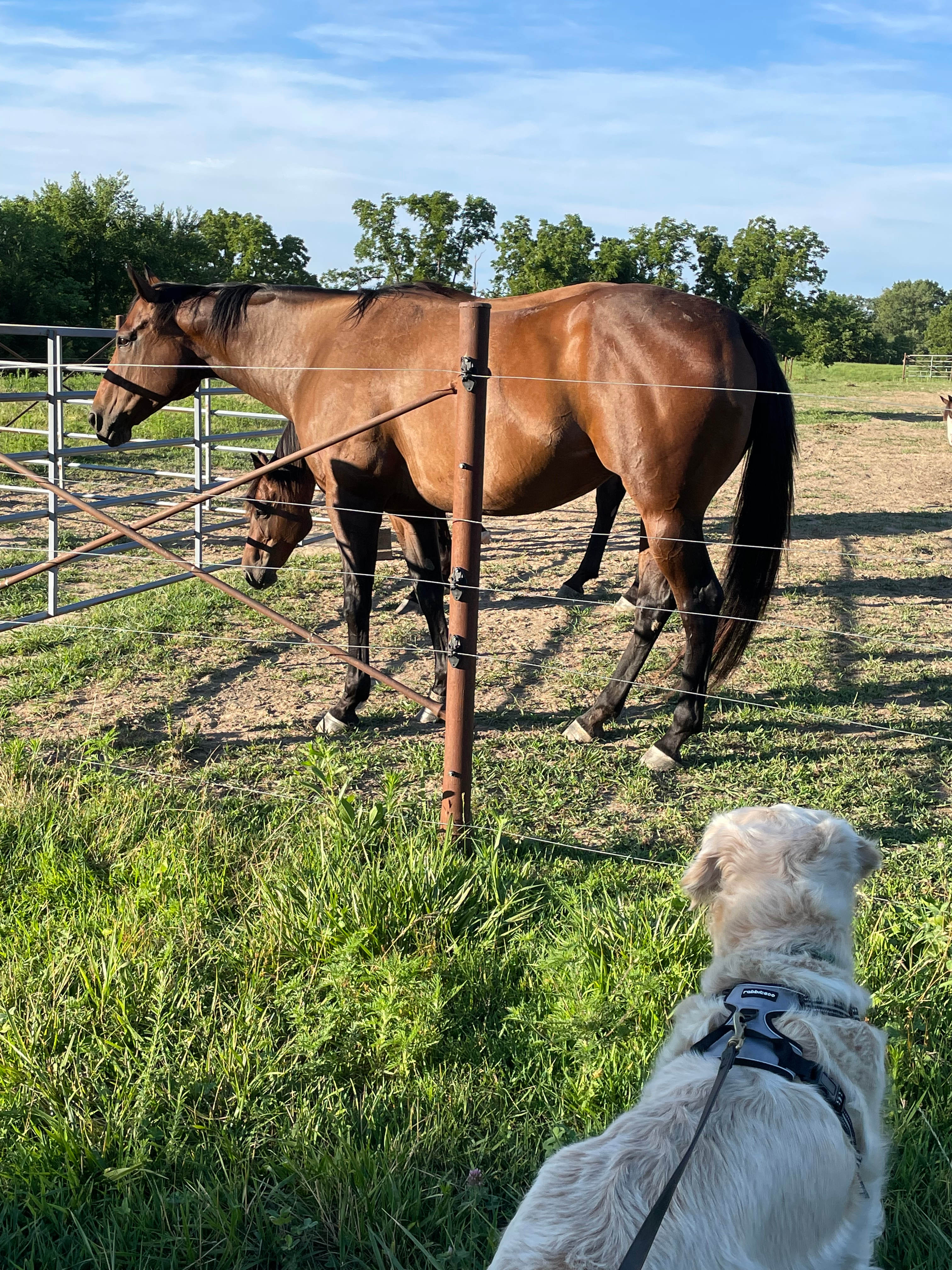 Selby Farm Camping