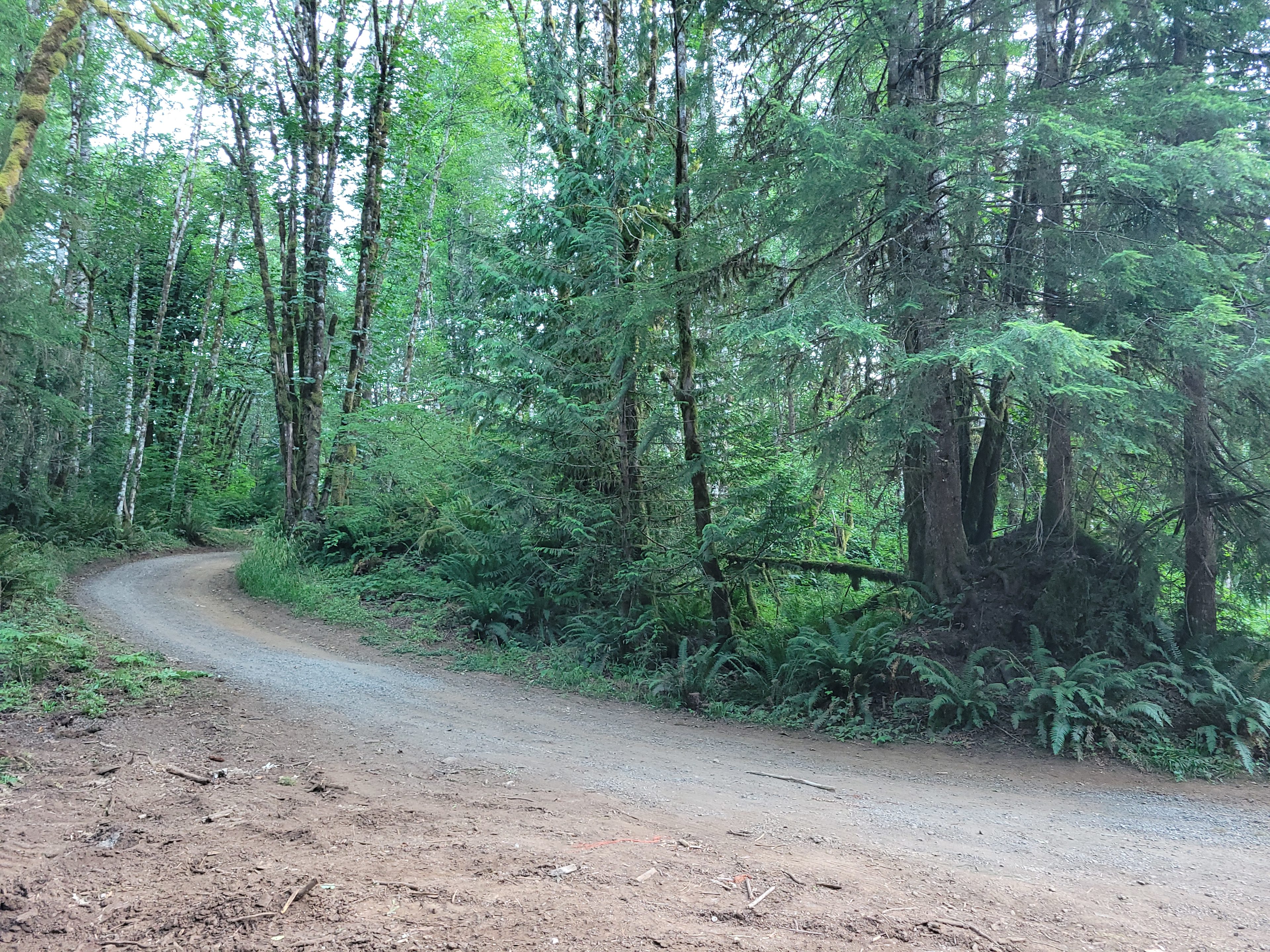Bottom Clearing Looking Up Road