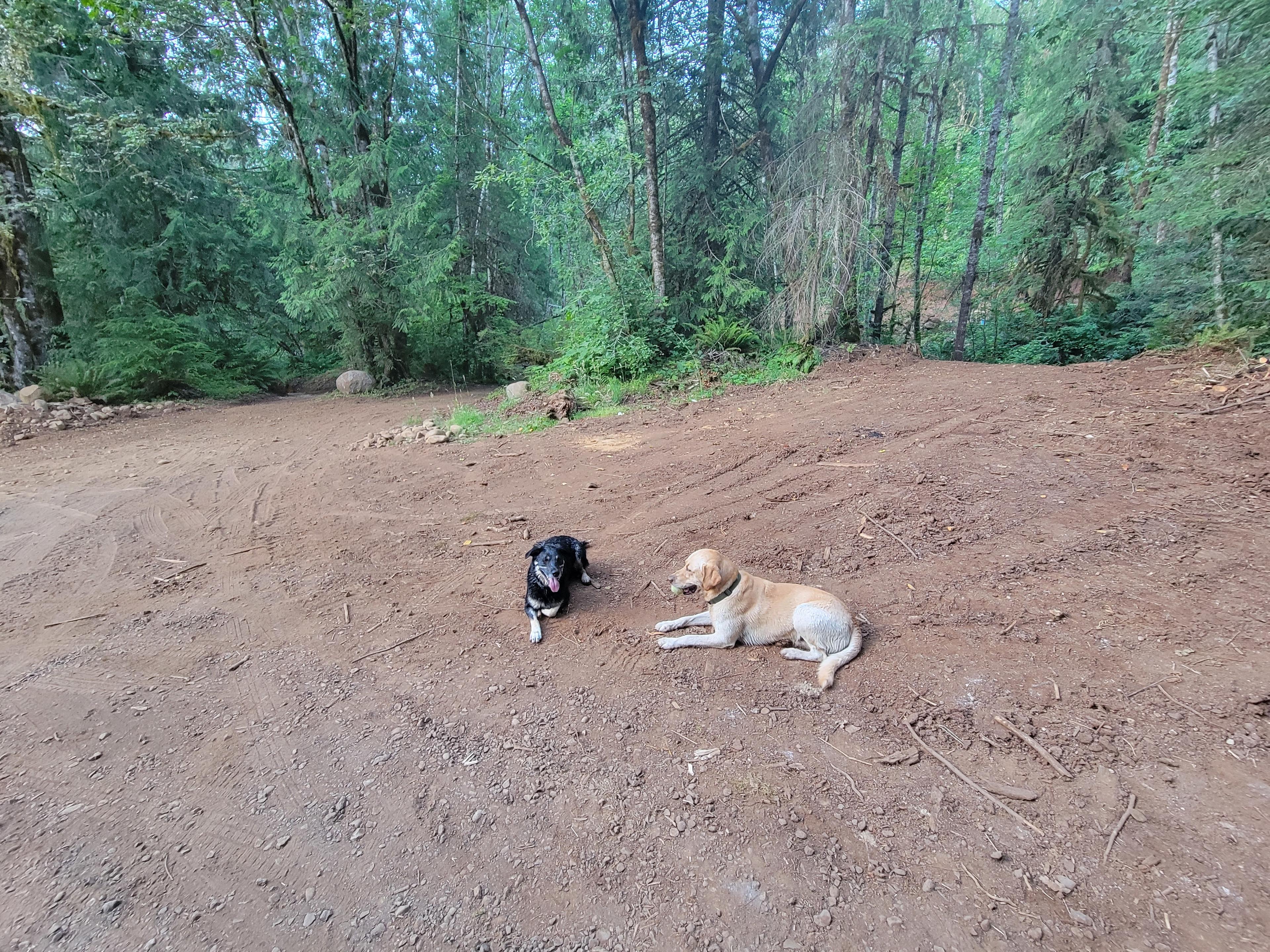 Happy Dogs