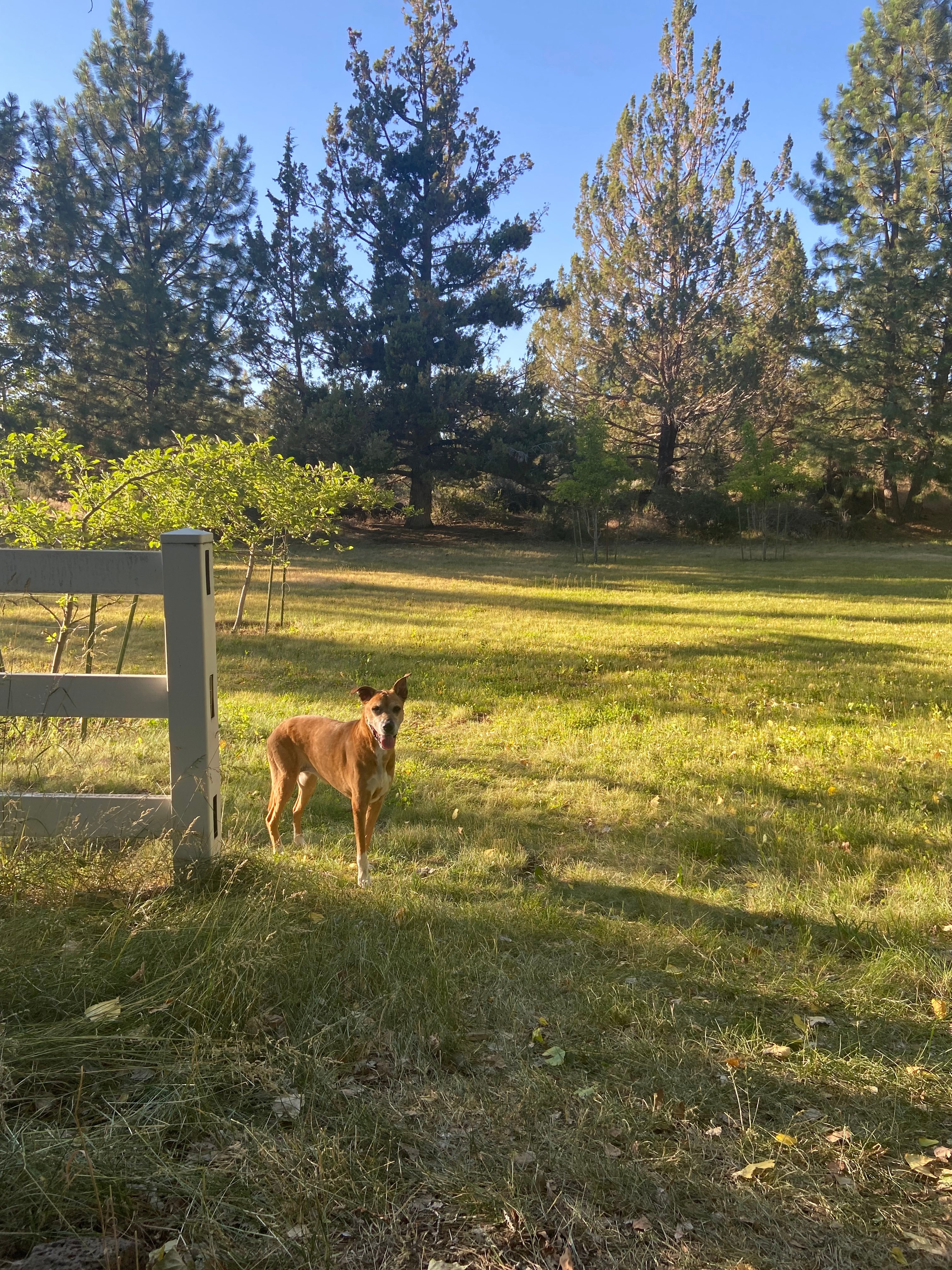 Tranquil Wood Shedteau