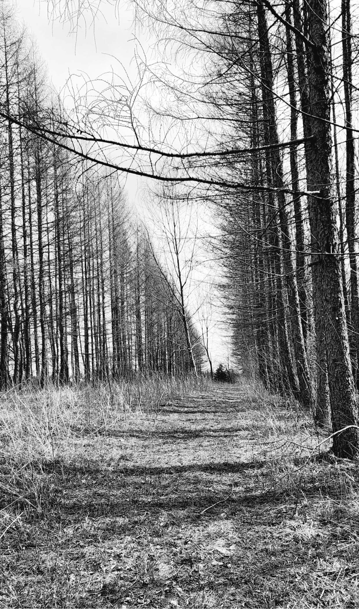 SUJO Funny Farm Camping