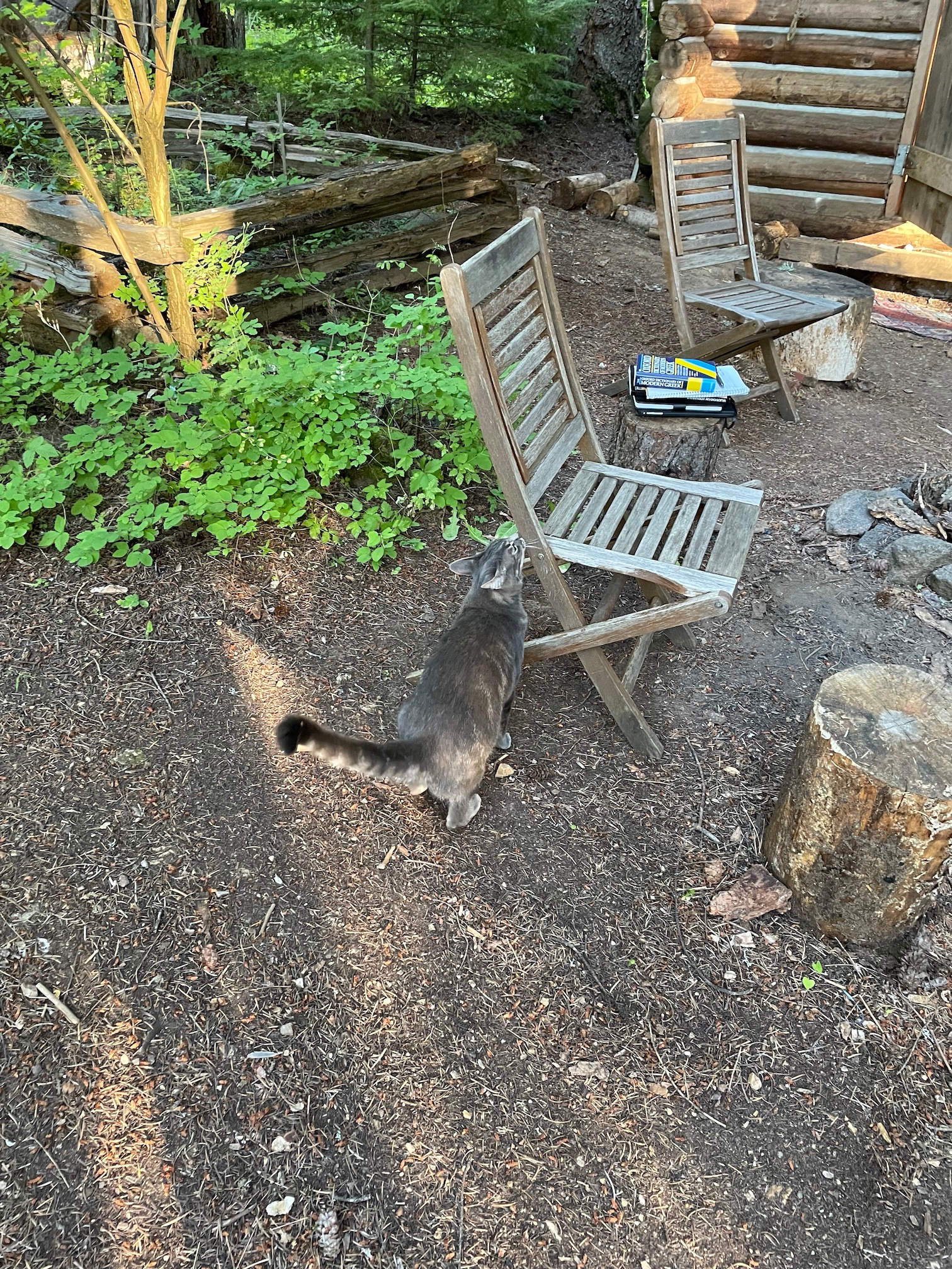 2 friendly cats roam the homestead