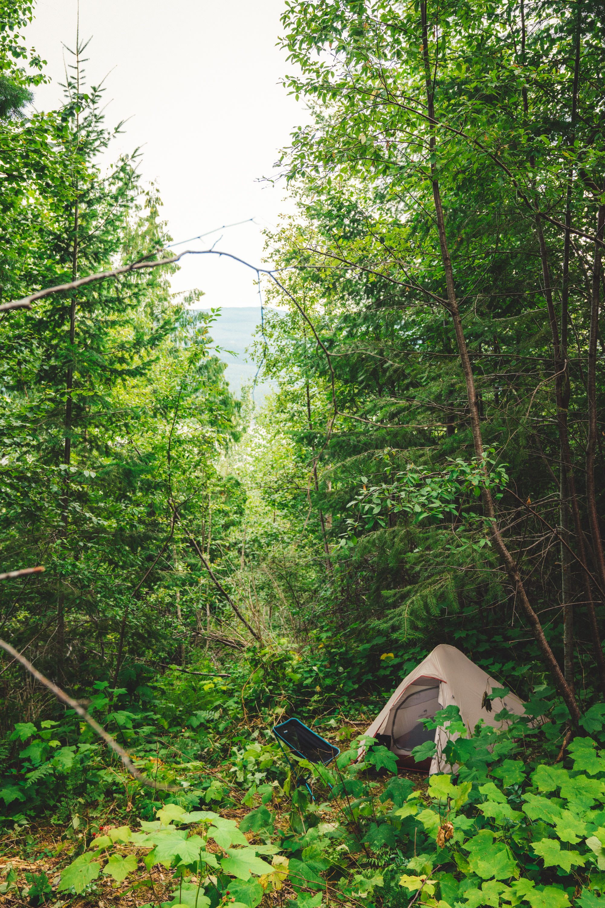 My site, the one on the left side of the driveway, if looking up hill.
