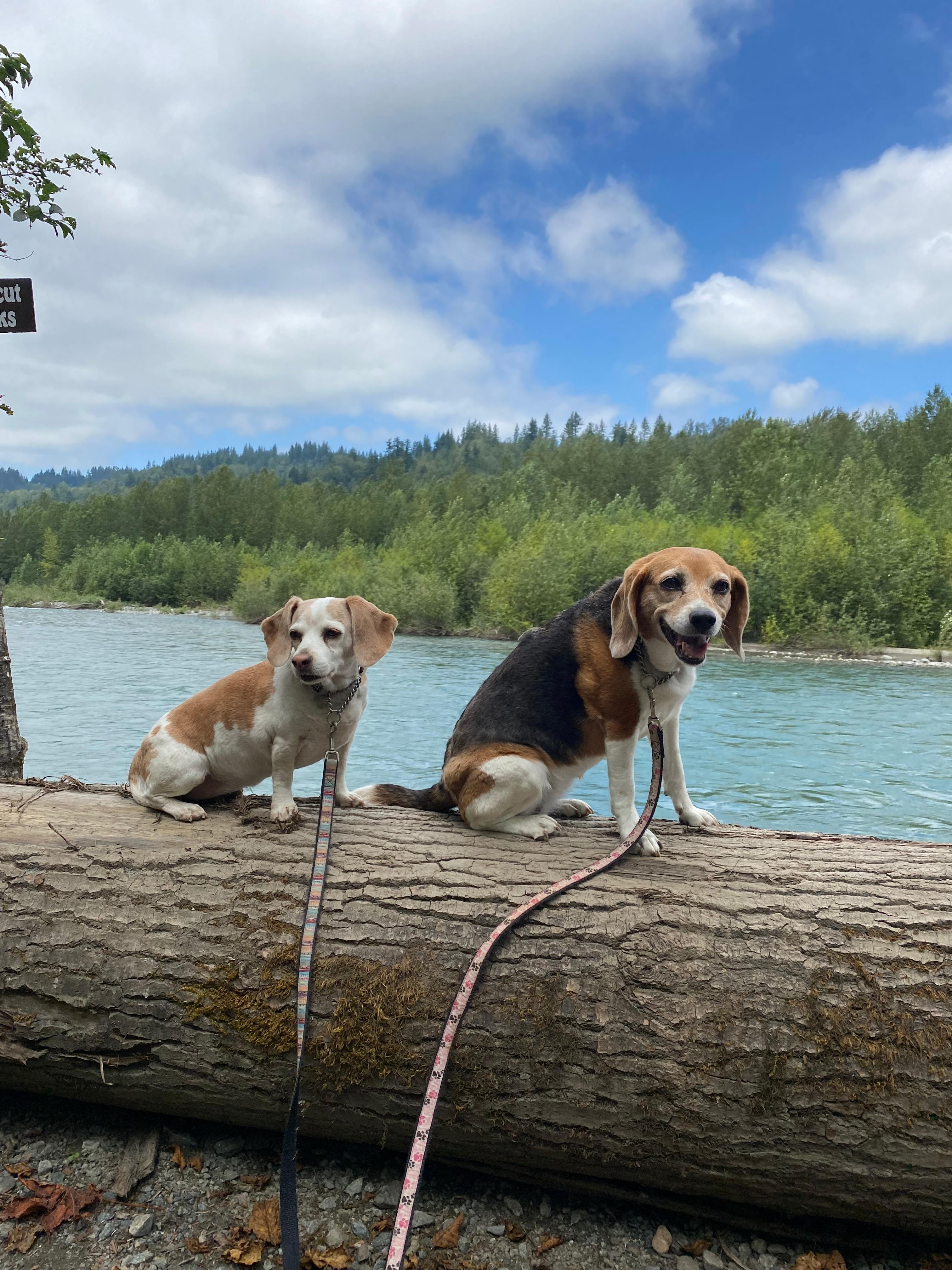 Tamihi Meadows Cabins & RV Park