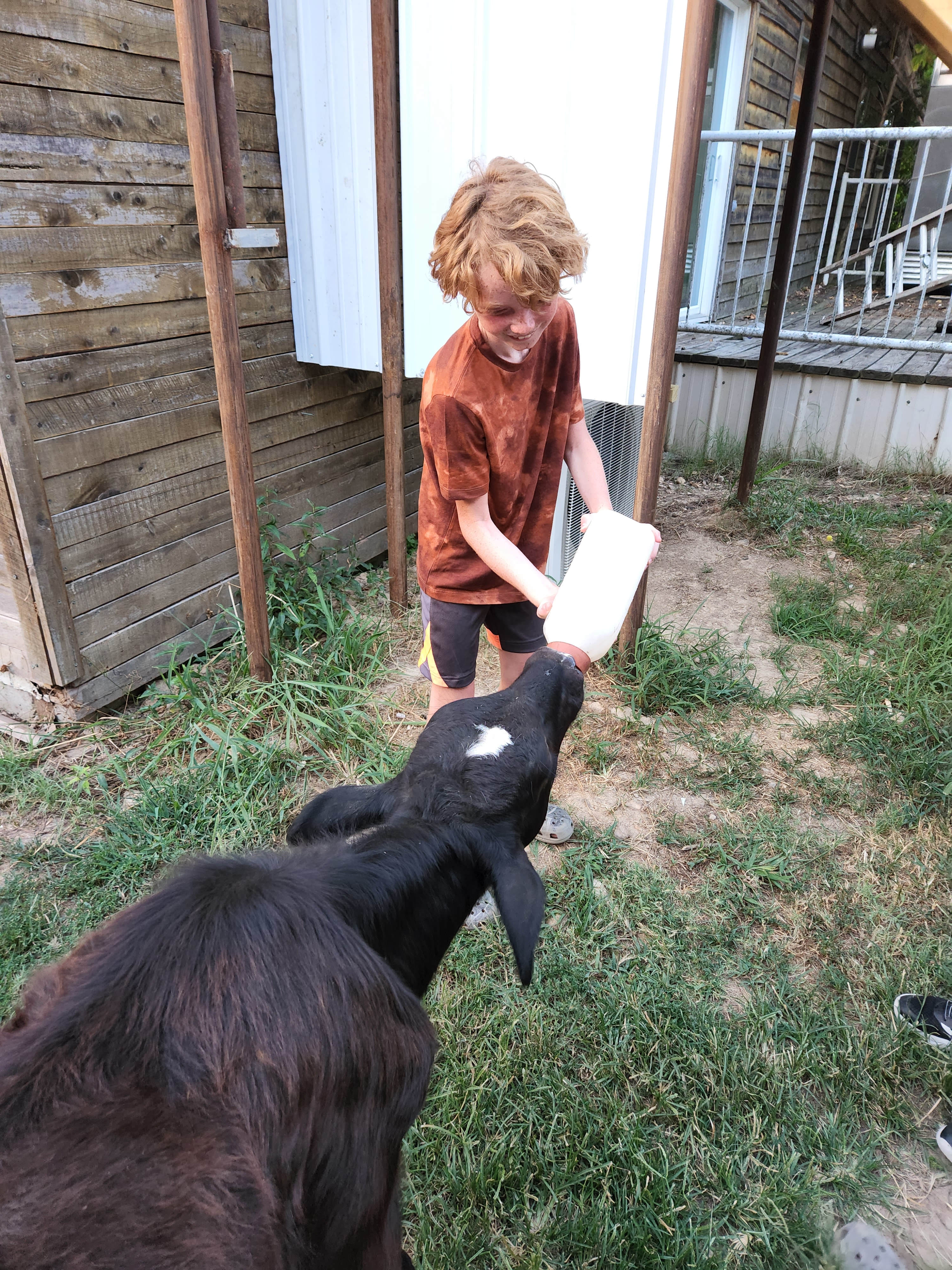 The Buffalo Farm