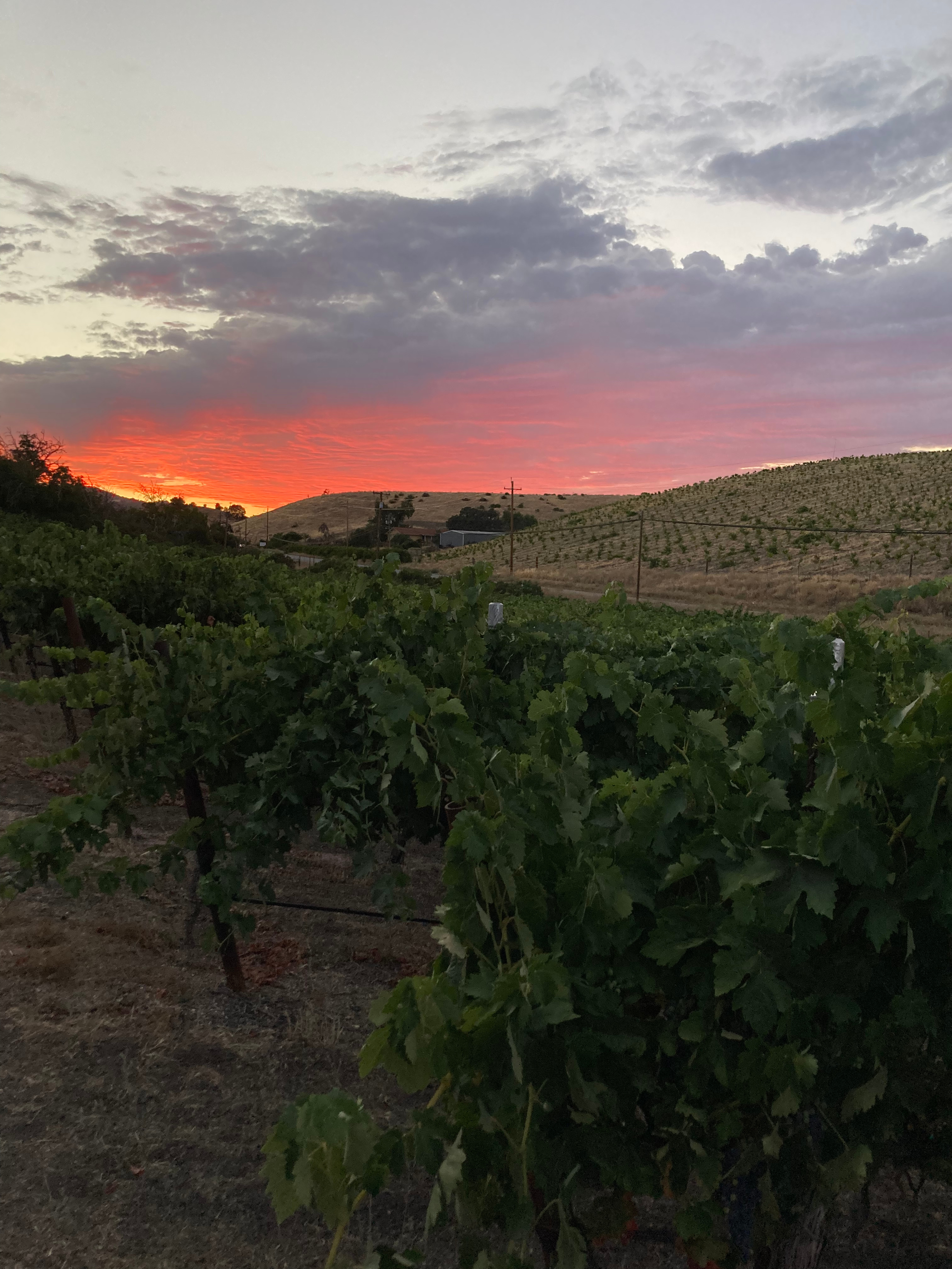 Historic Truck Farm Vineyard