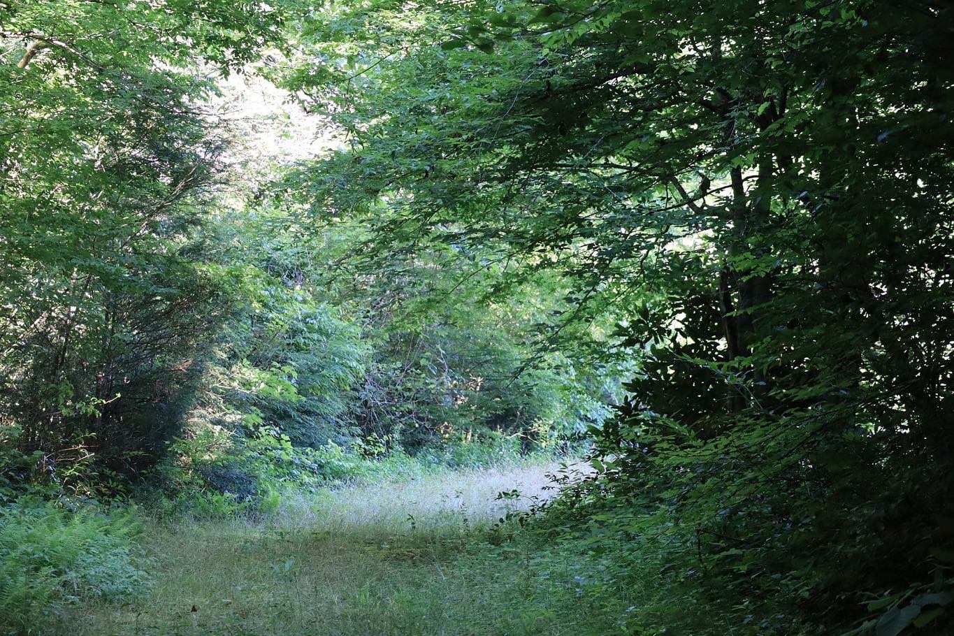 Lower Flat Creek Meadow and Forest