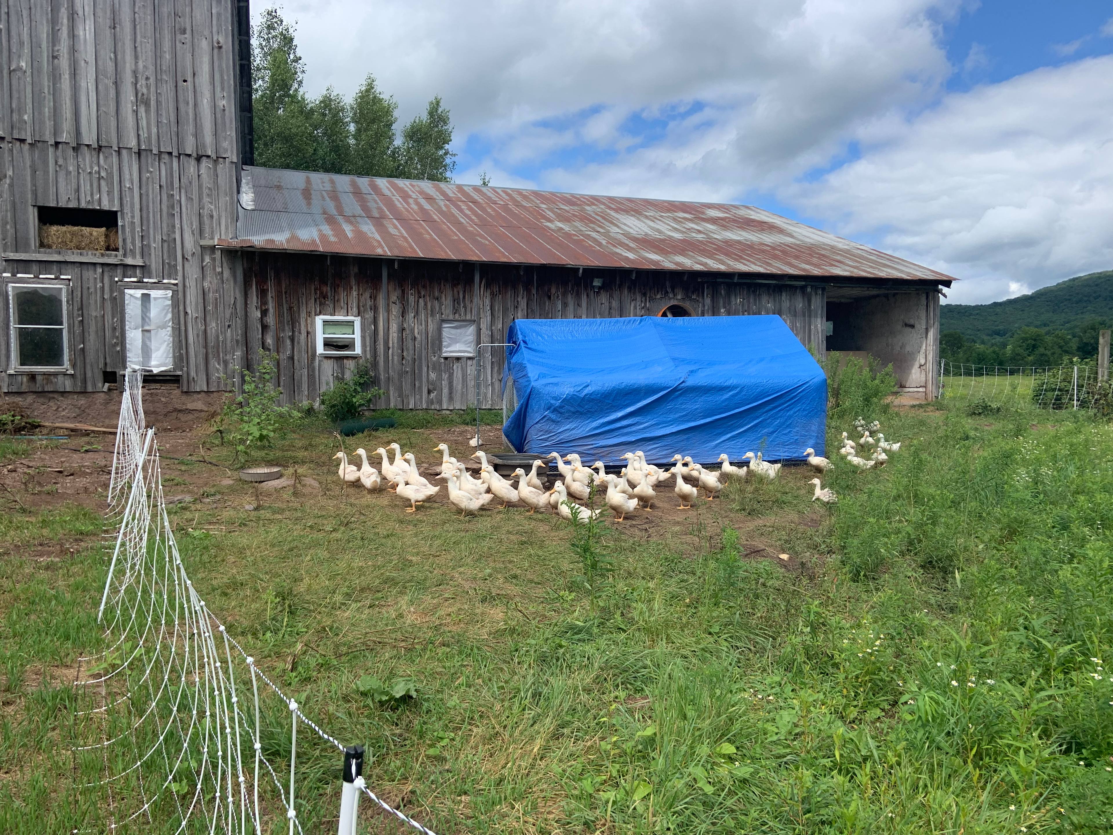 bovina farm