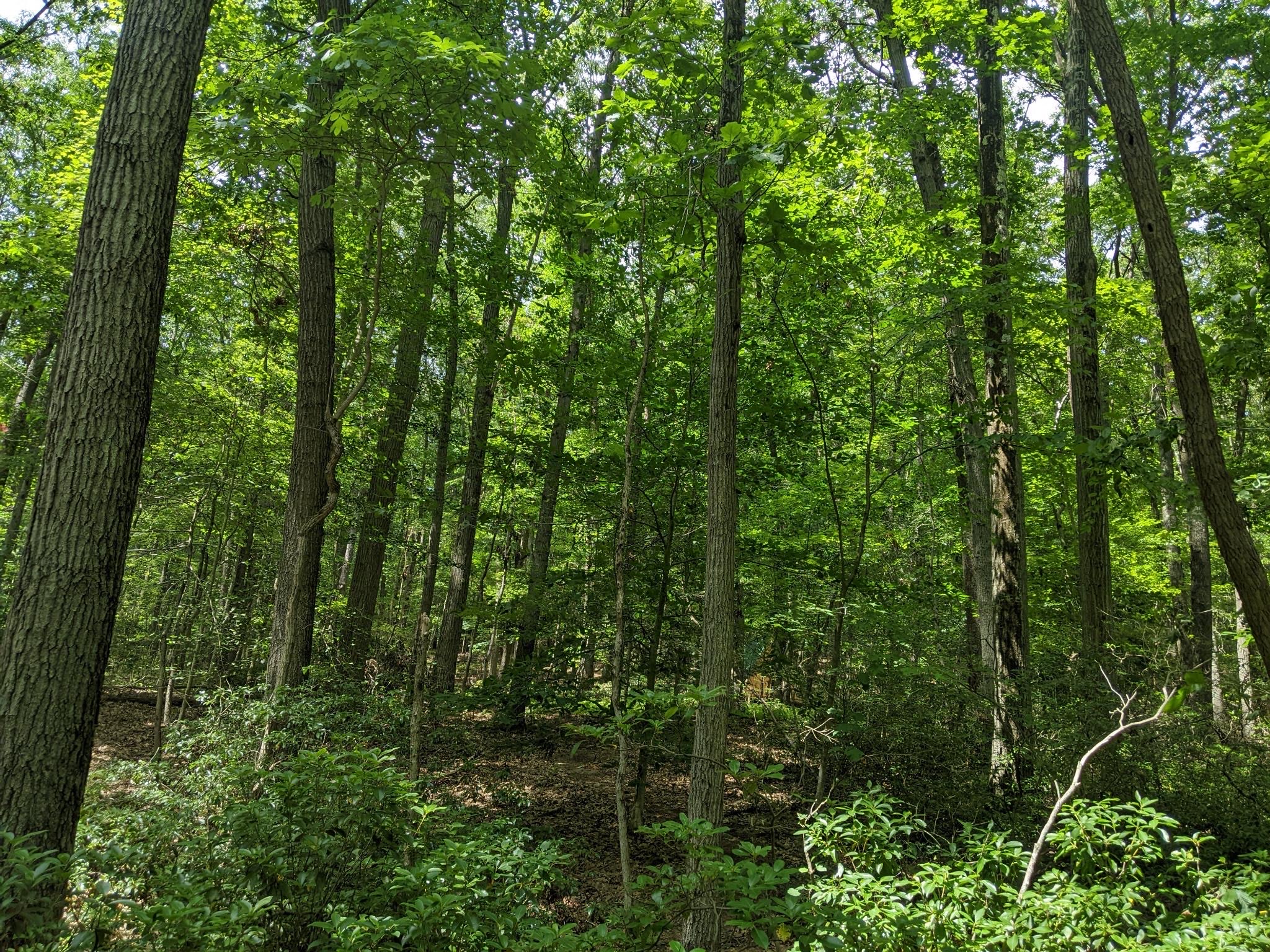 Wake up to the sounds of the woods, birdsong and swaying trees.