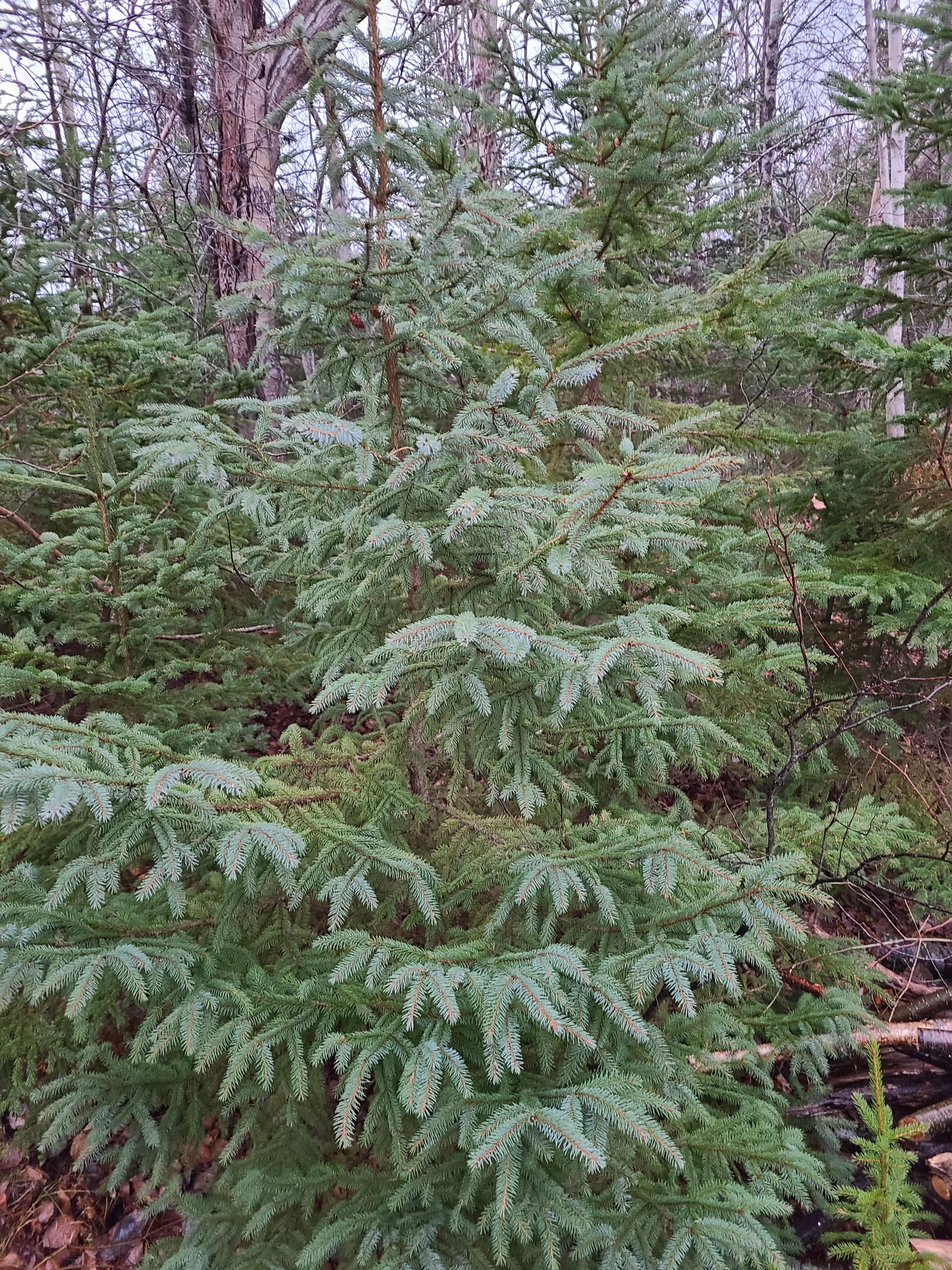 PEI Bush Camping