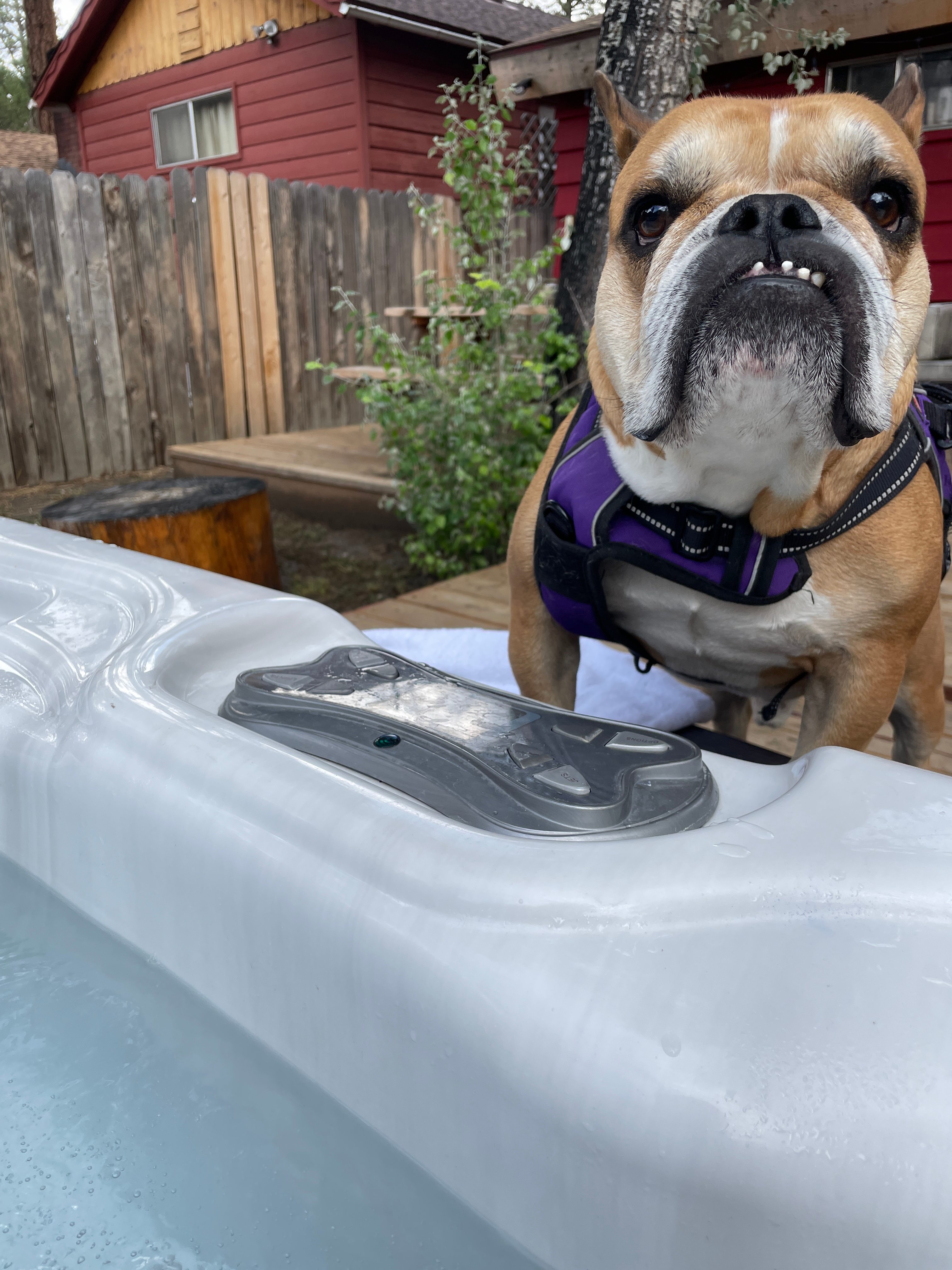 My bulldog Hugo keeping me company while in the hot tub!