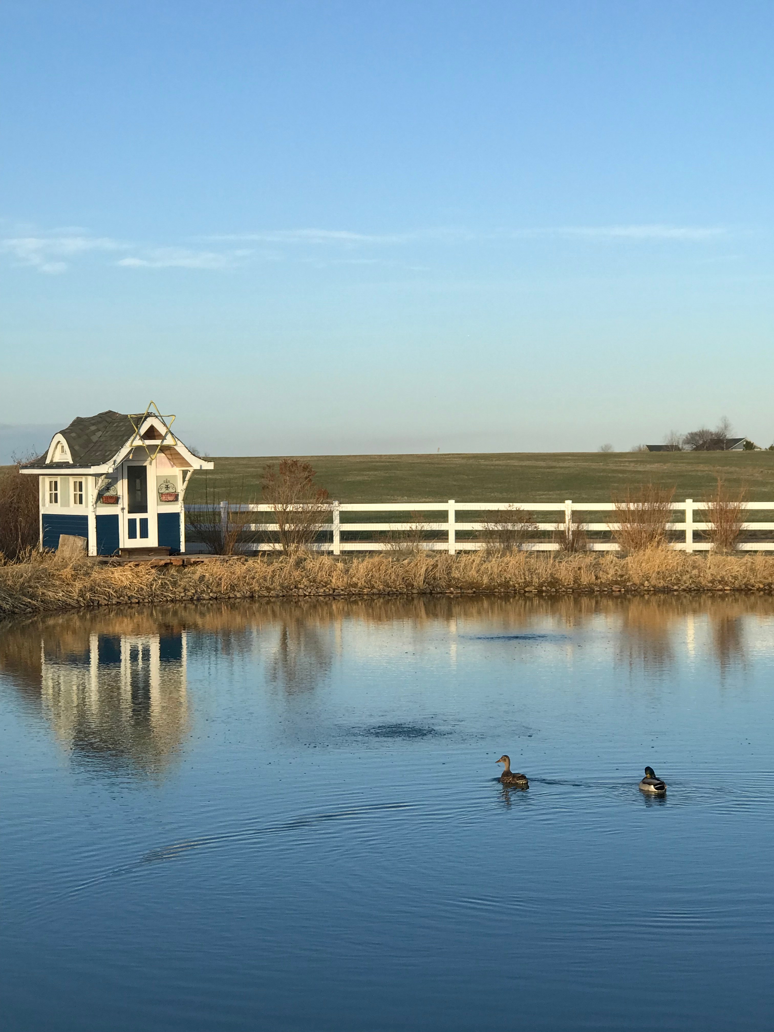 Mallards on a date
