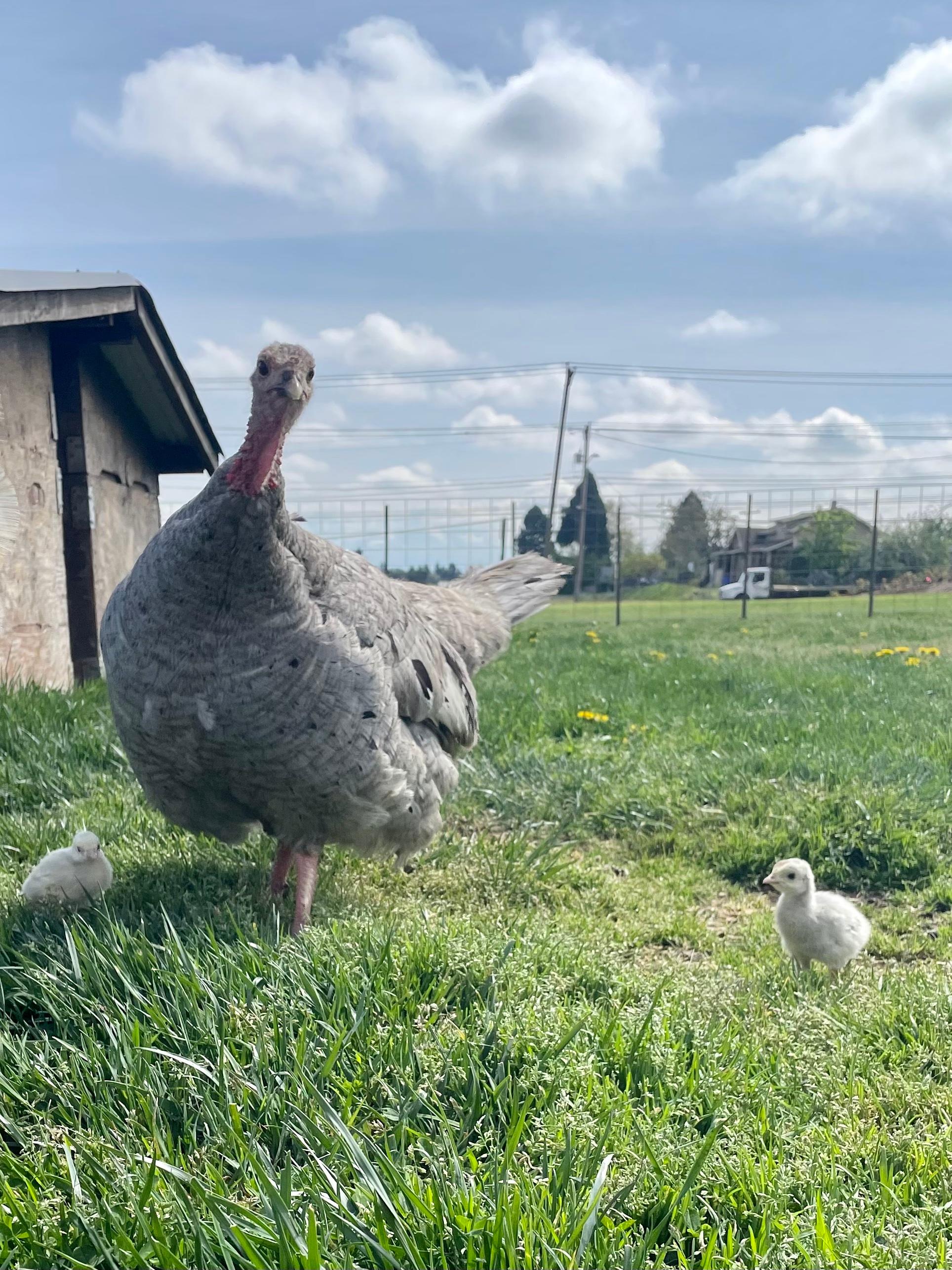 Your Farm in the City