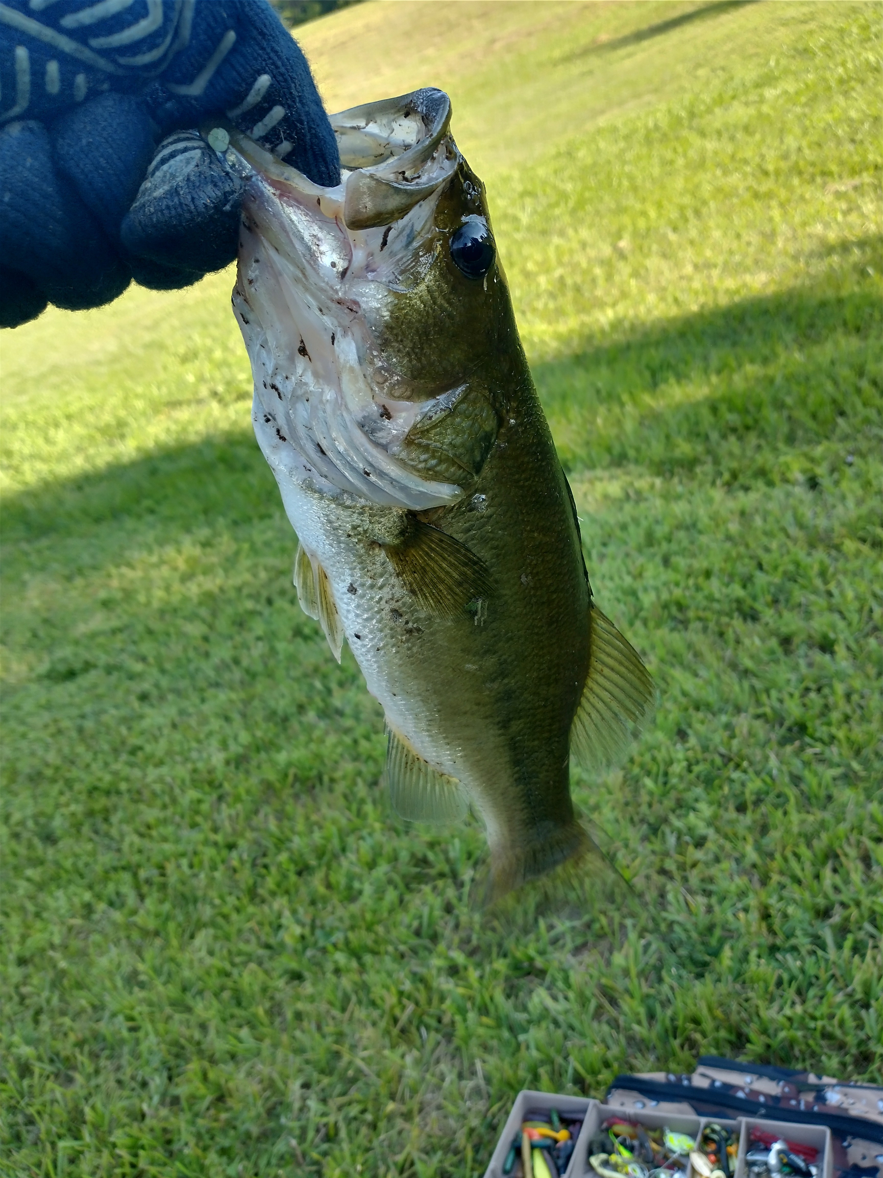 The fish bite good in the morning and afternoon! (All fish caught were released back!)
