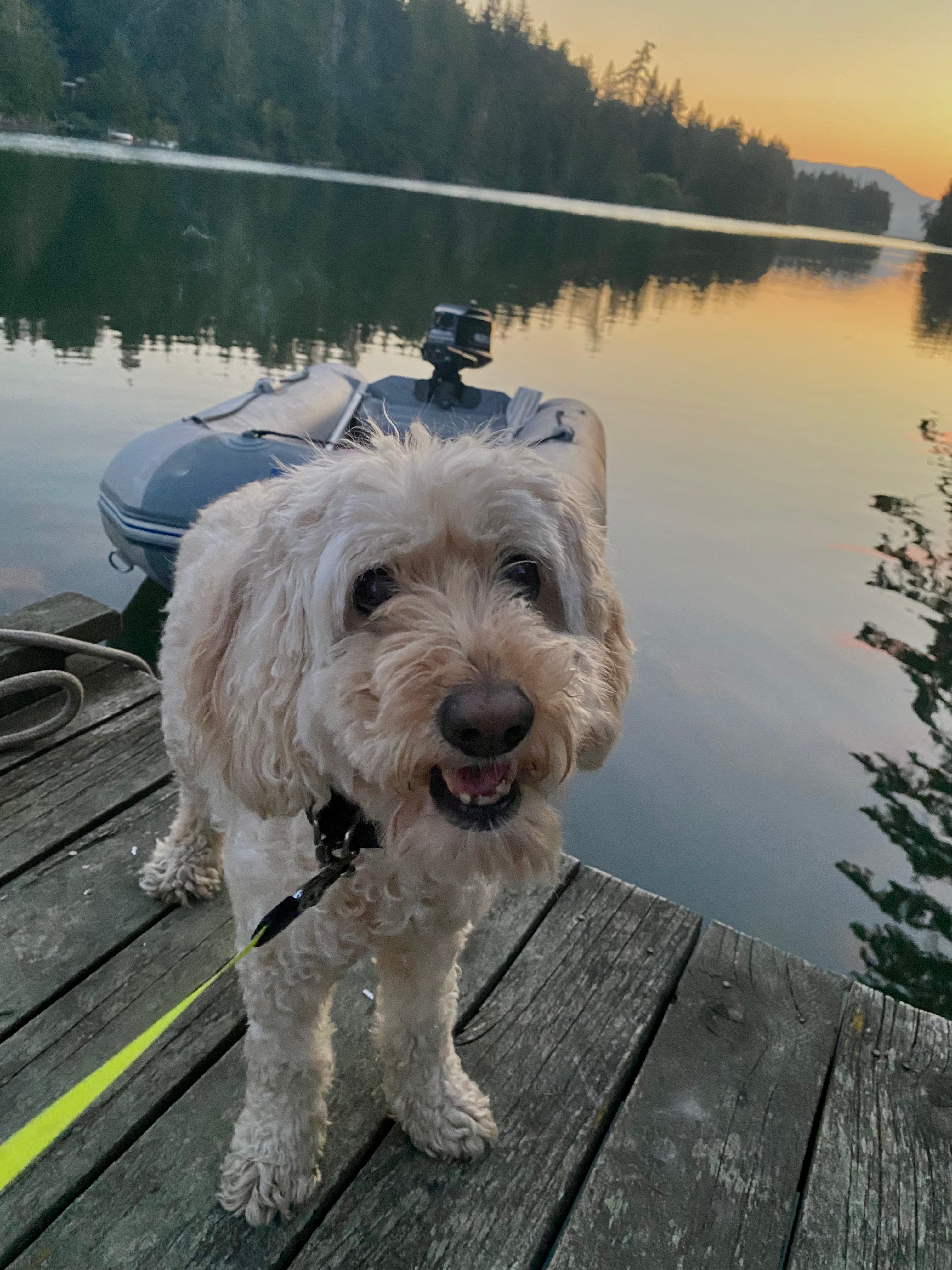 This pup loves her sunset views.