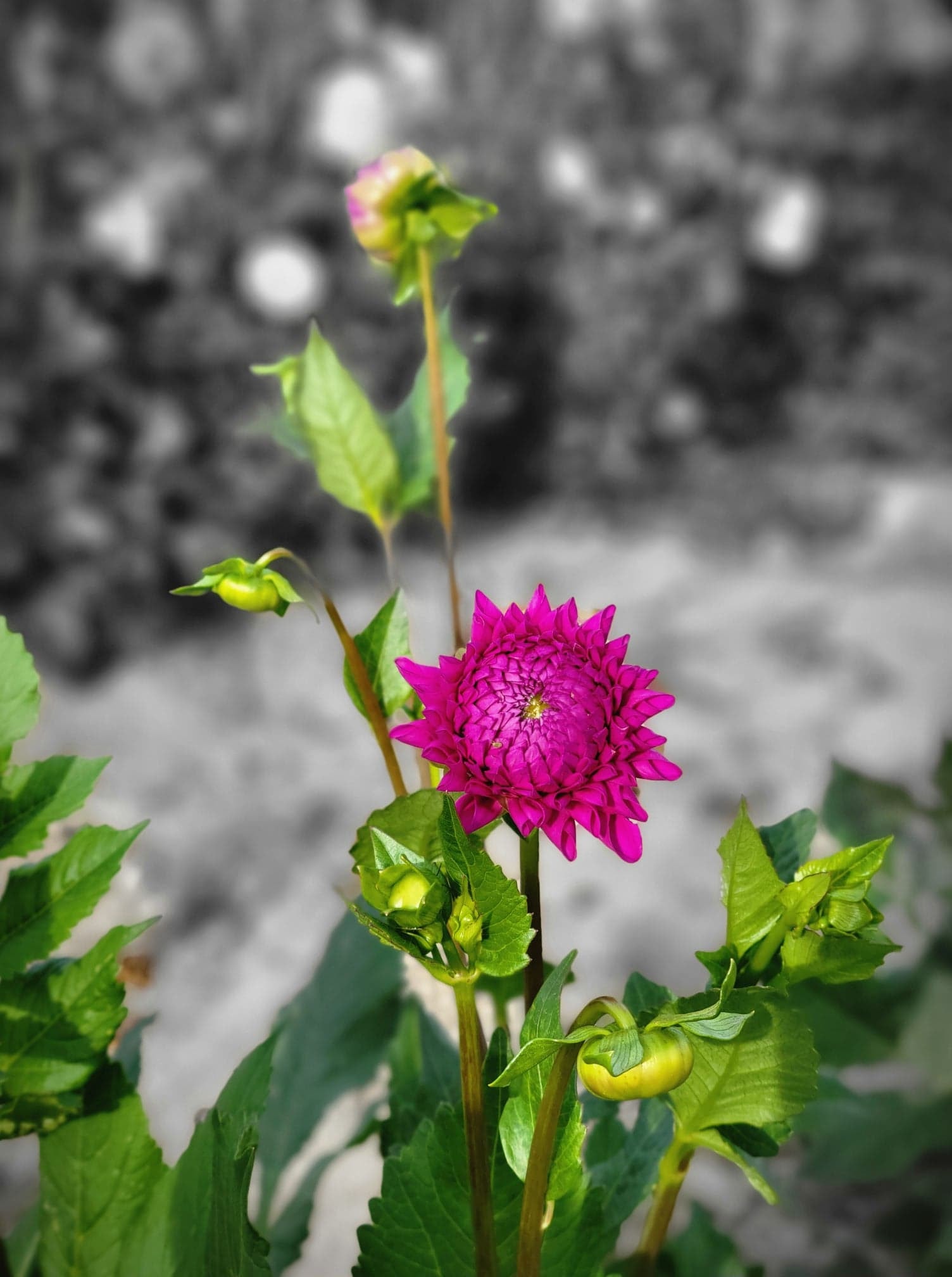 Roney River Ranch (R3)