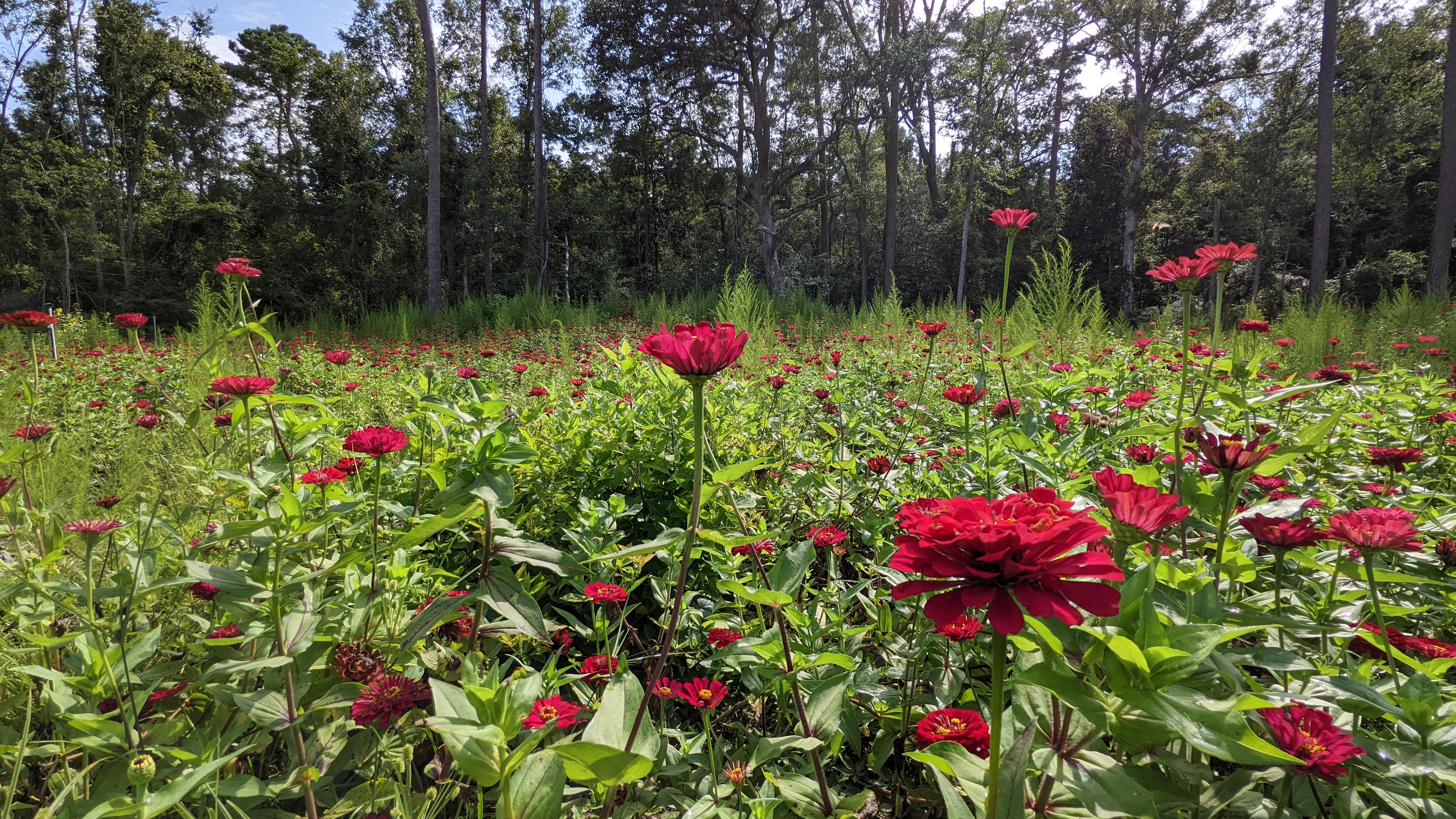 There are an abundance of flowers planted around the farm to feed the bees...& the soul. 