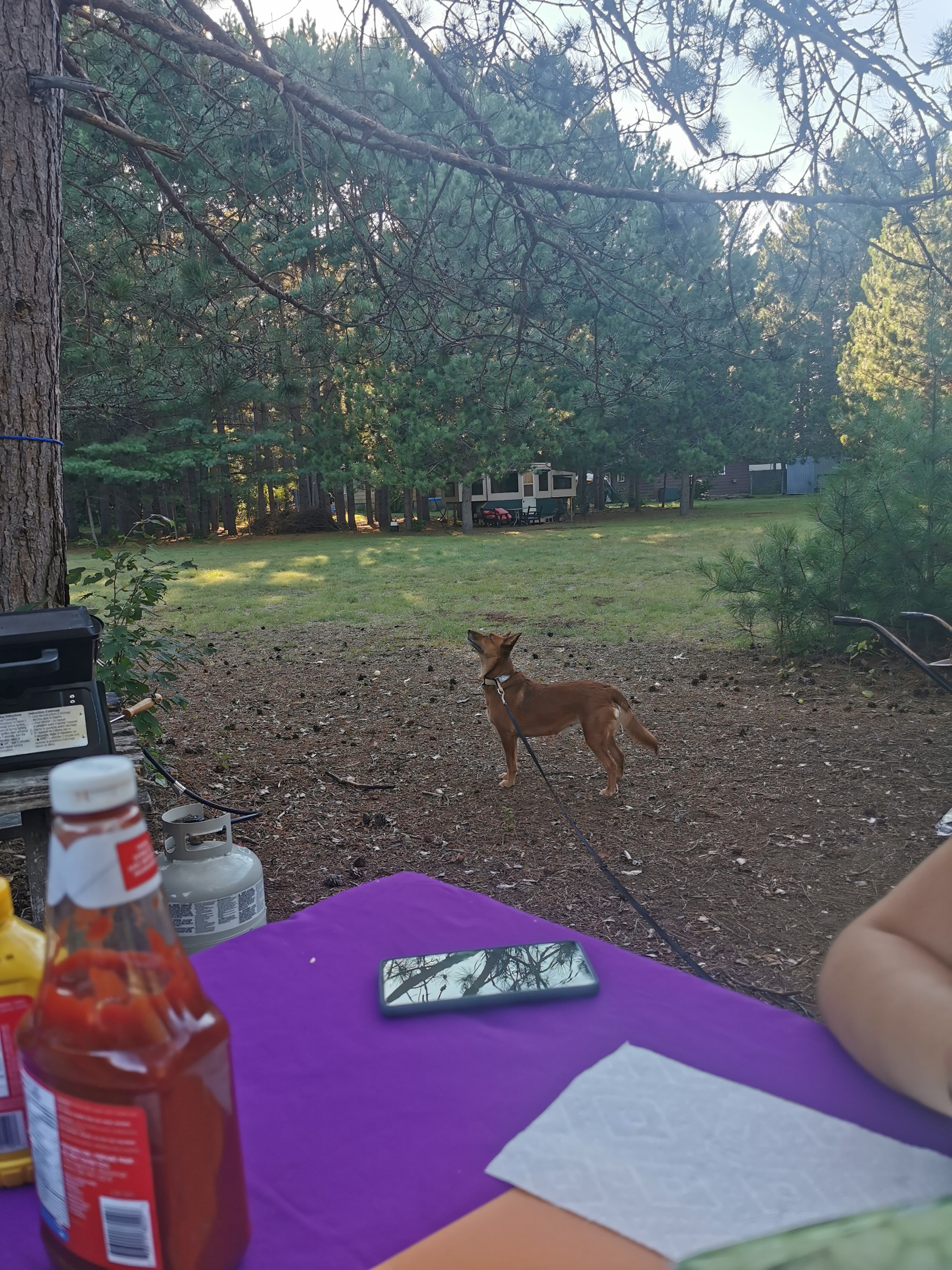 The Knotty Pines by Round Lake