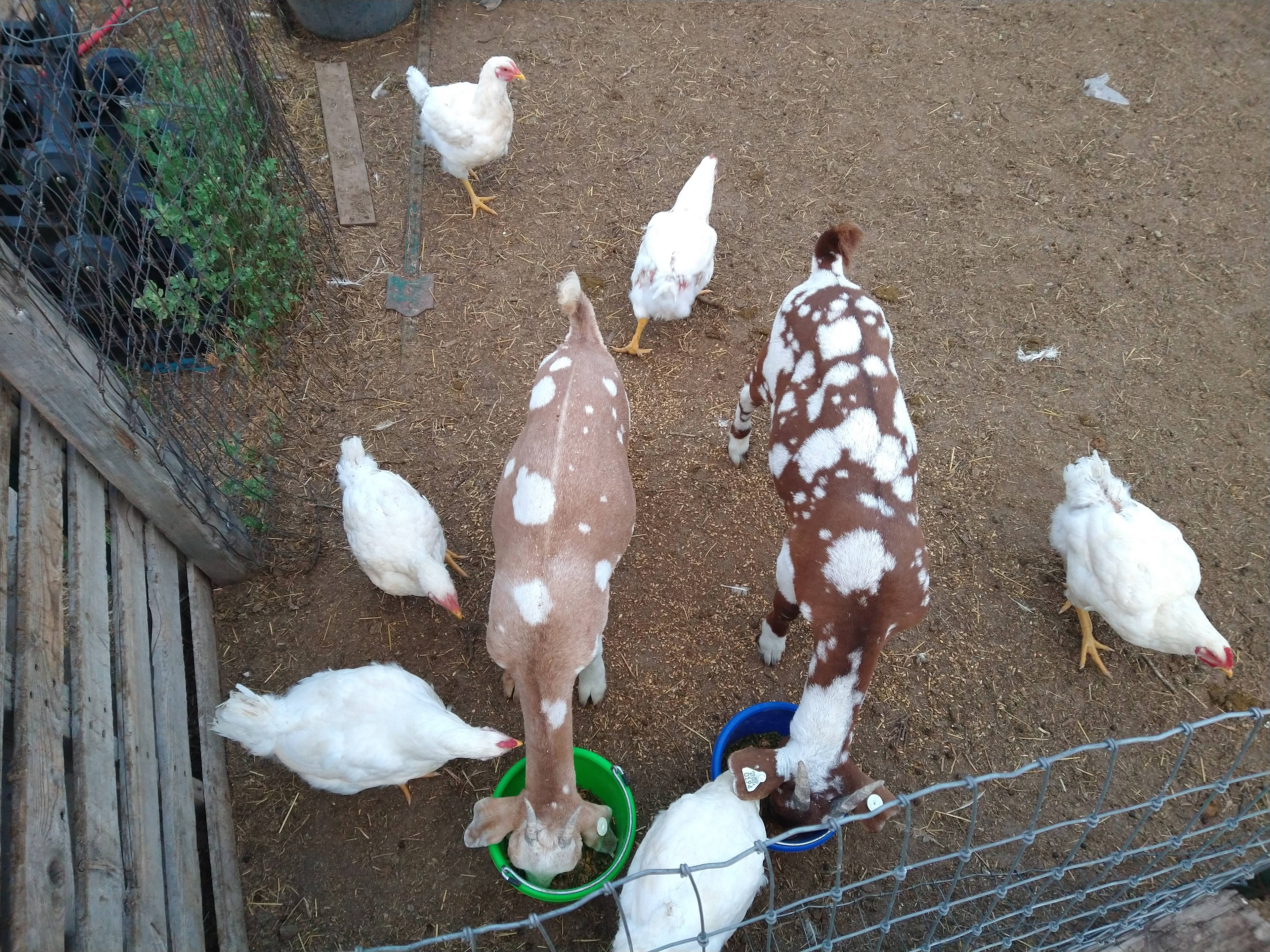 Lakeview Farms