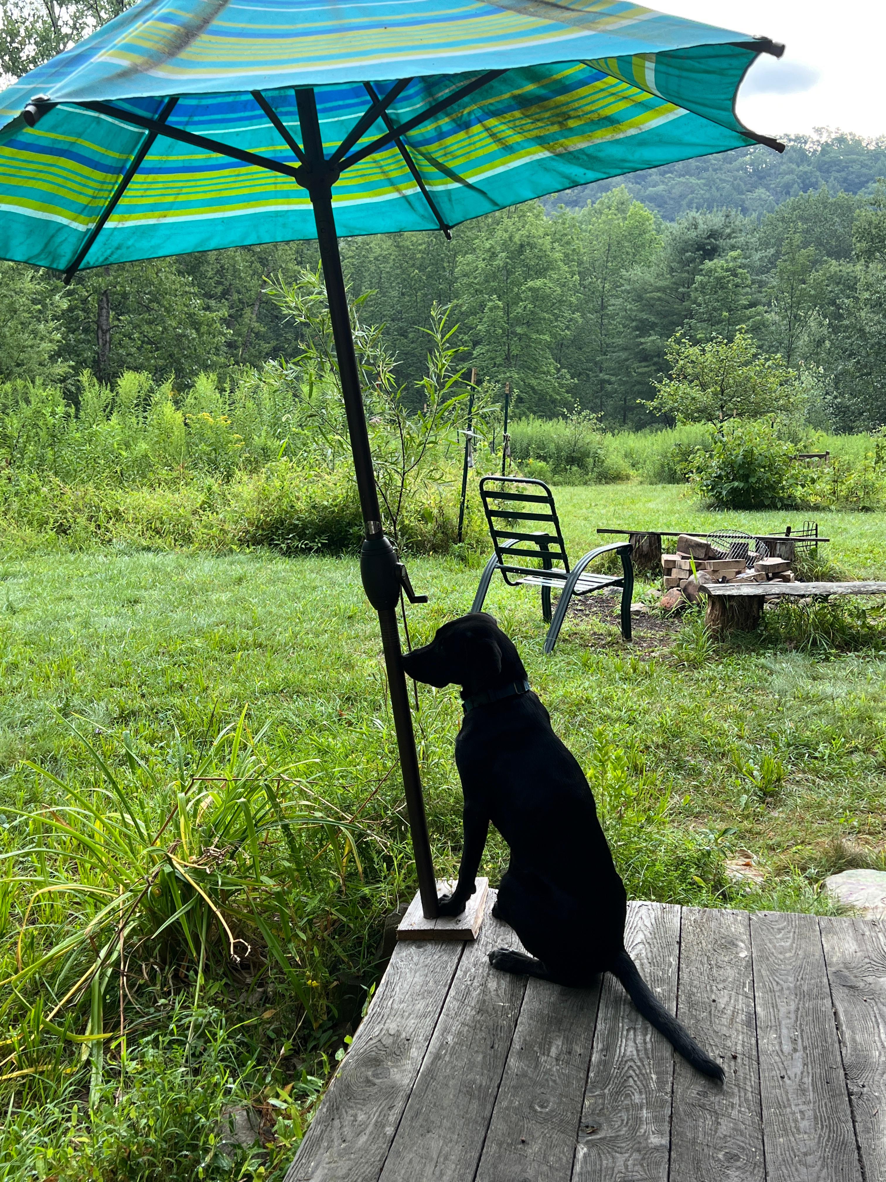 Moonrise Forest Camp