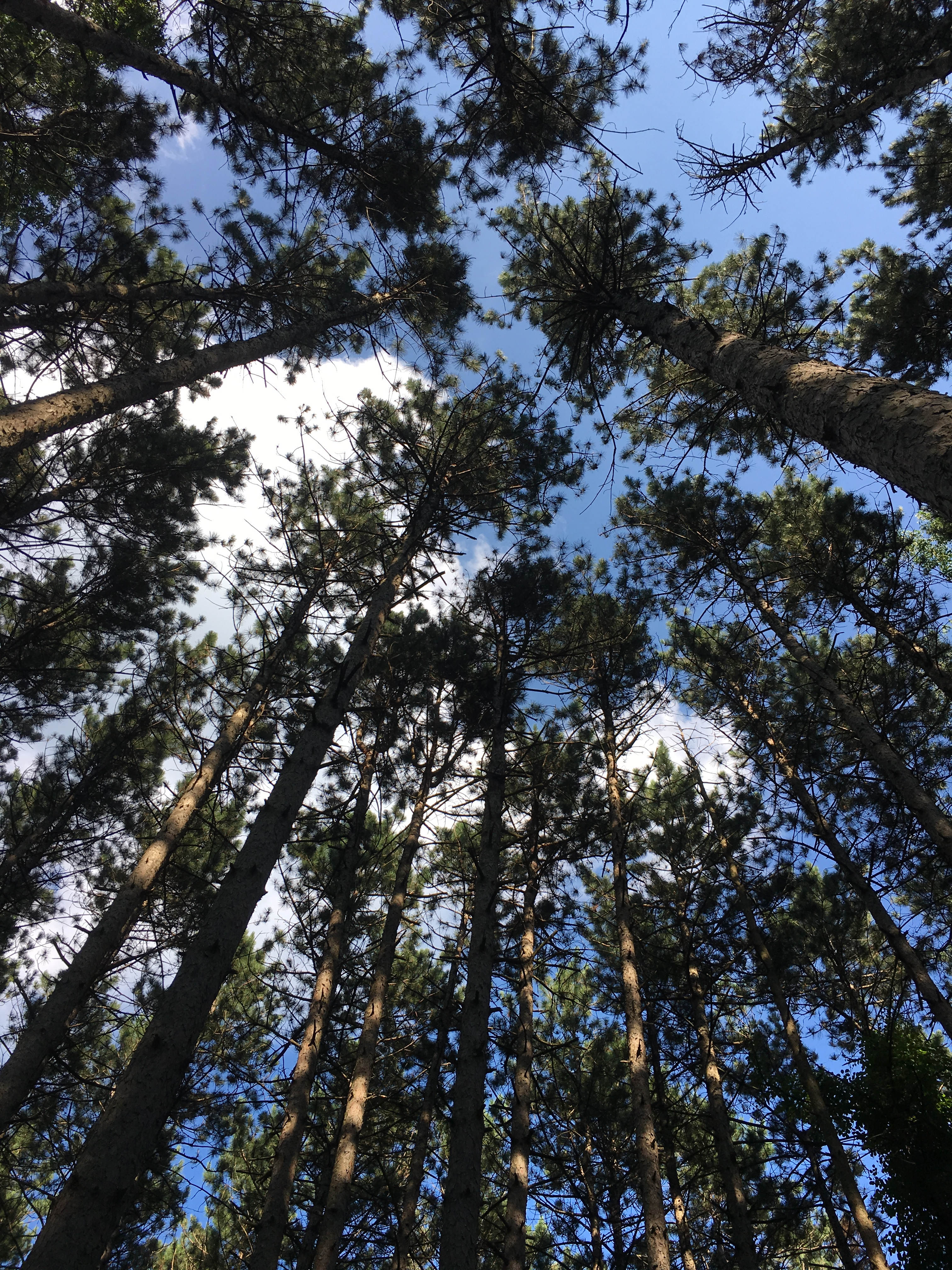 Mulligan's Valley in the Woods