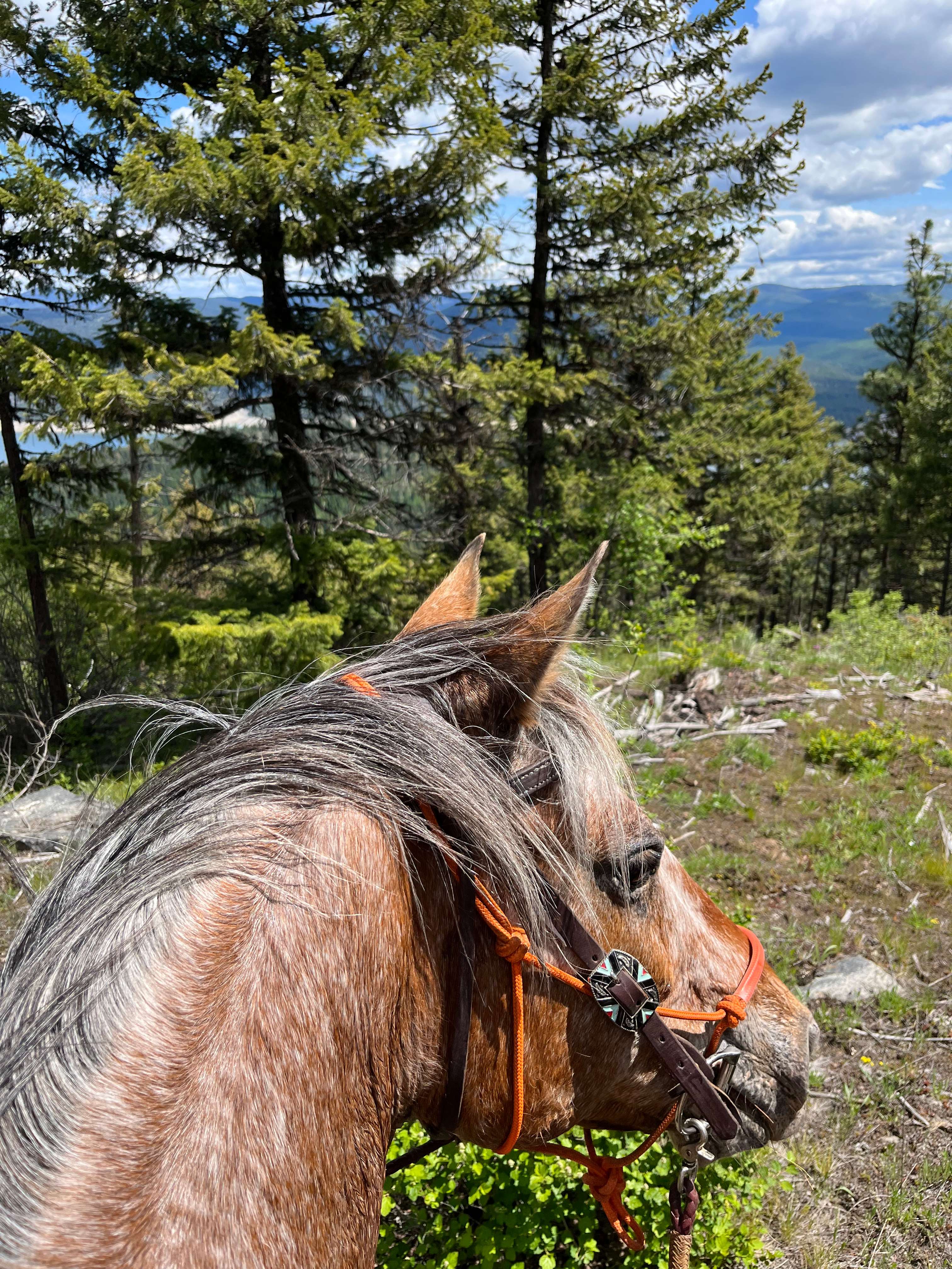 BnR Horse Ranch