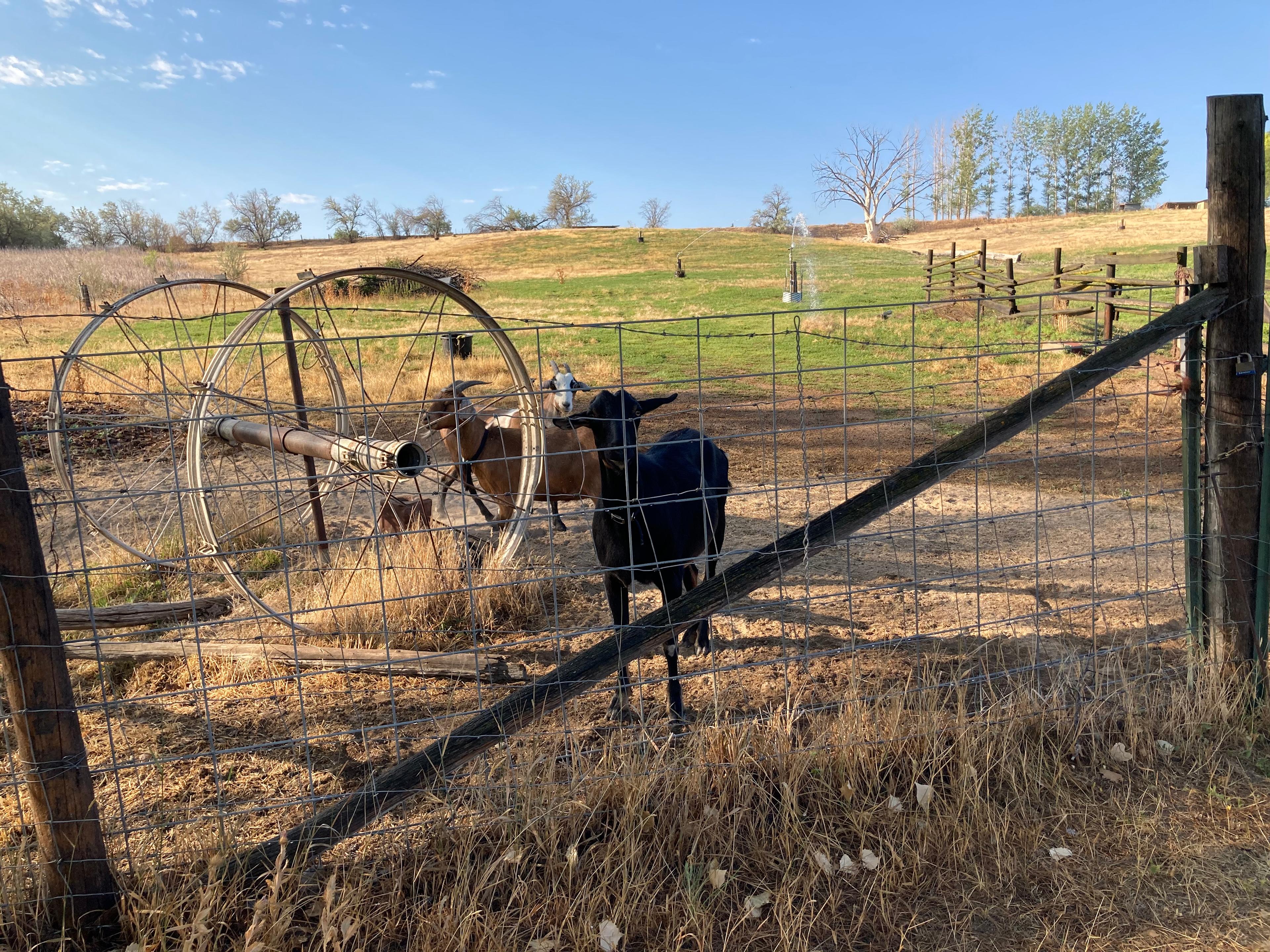 Logan, Jedi, and Leah saying hi near the upper field gate.