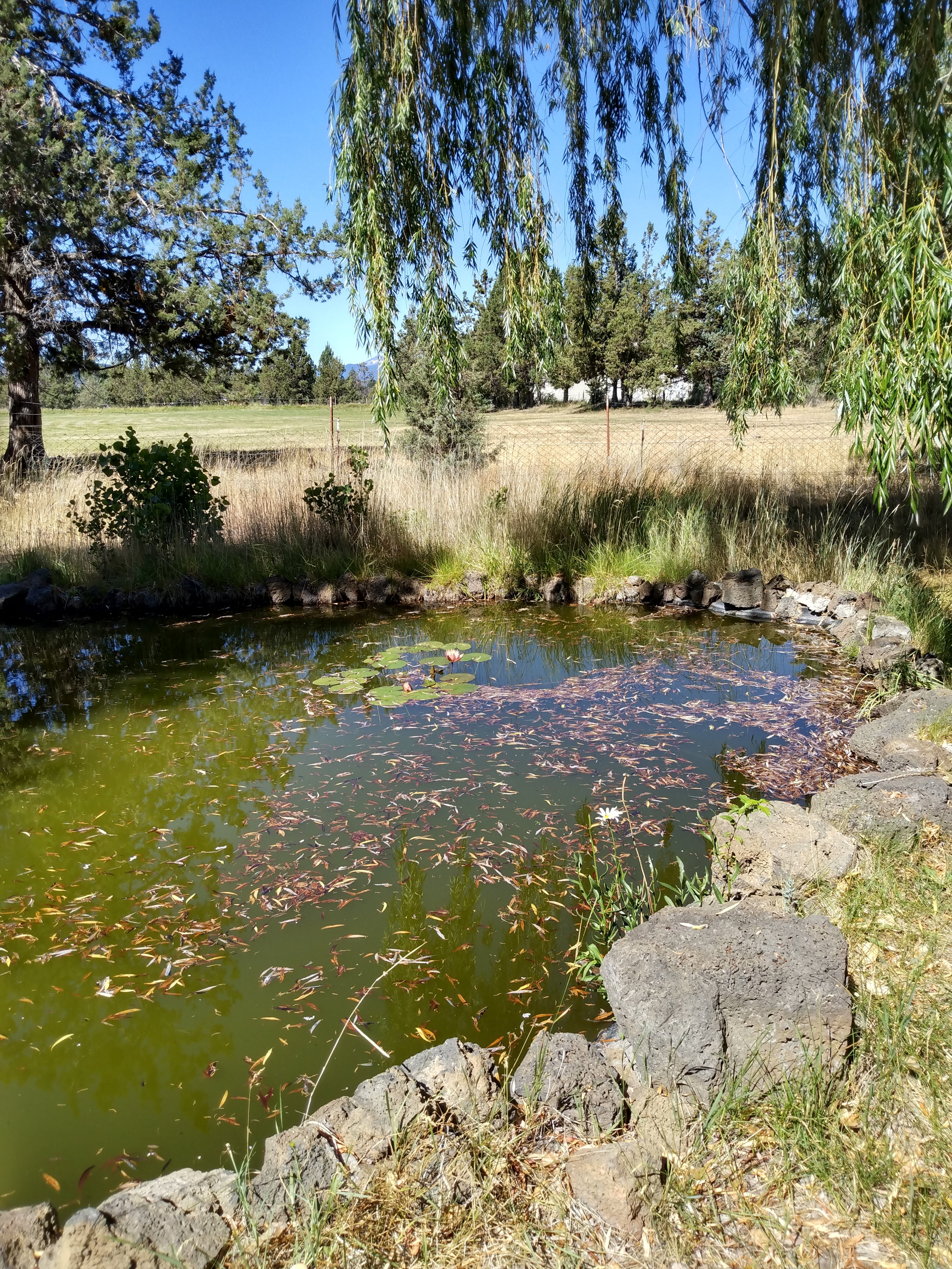 Tranquil Wood Shedteau