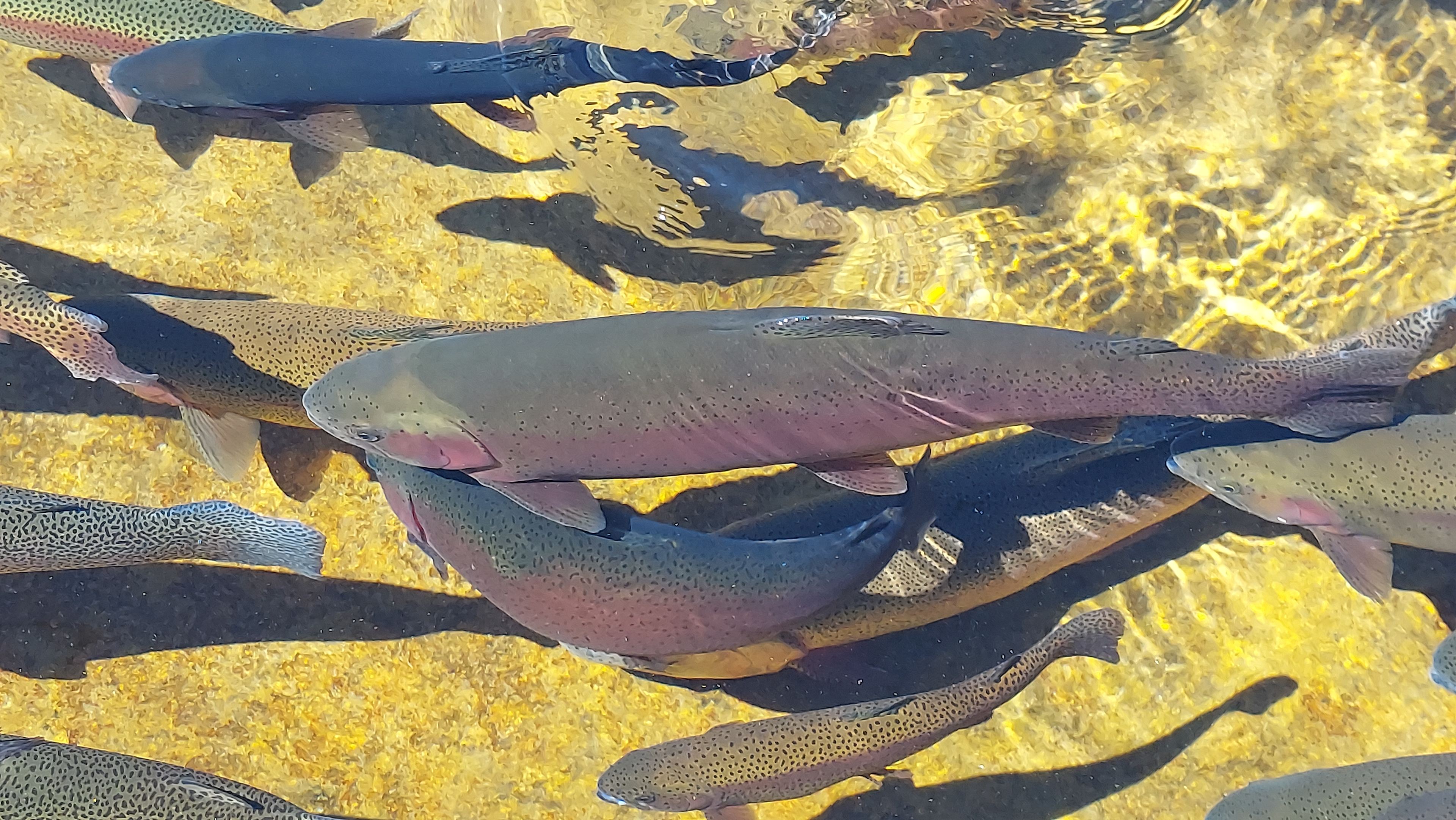Fush hatchery