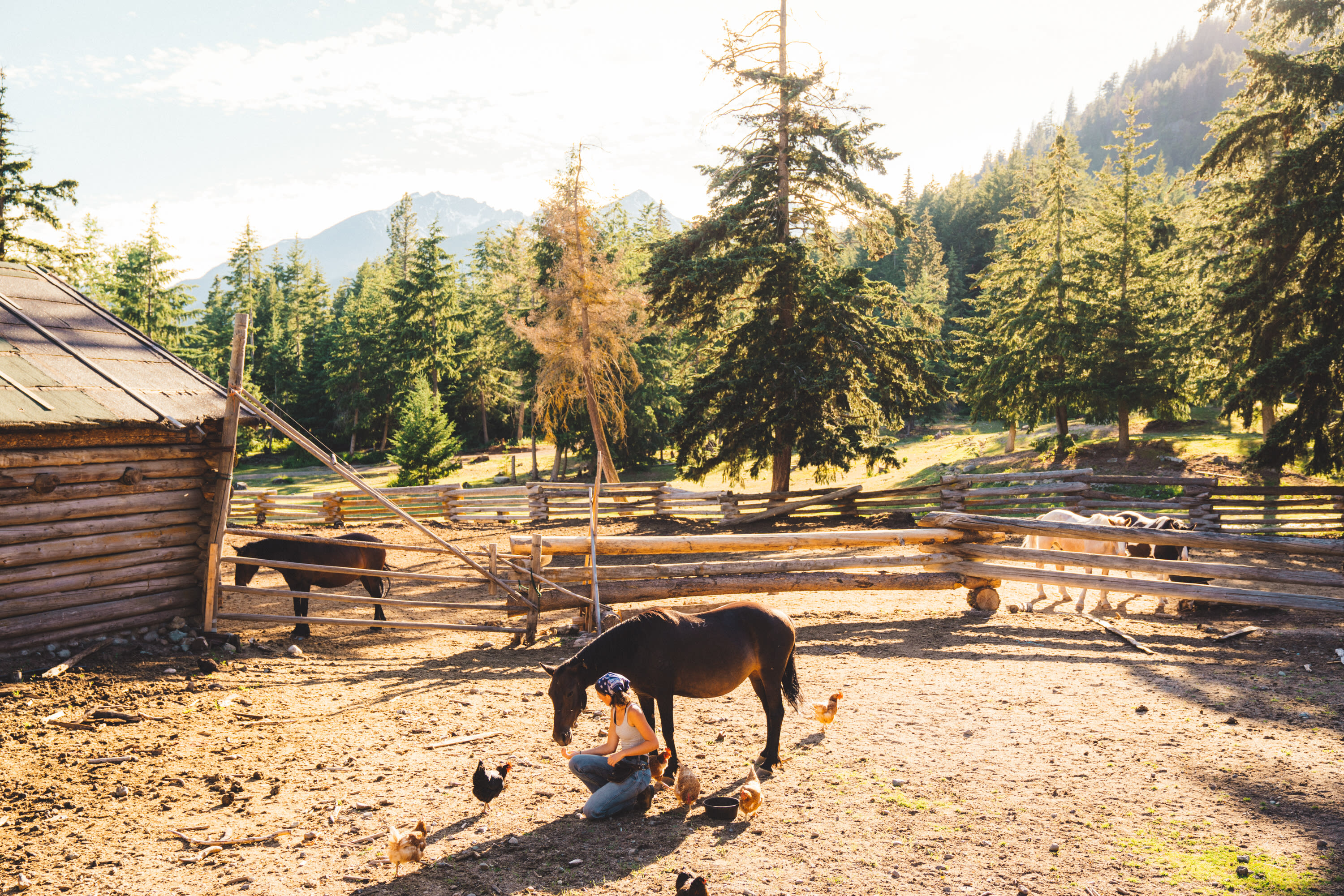 Wild horse training. 