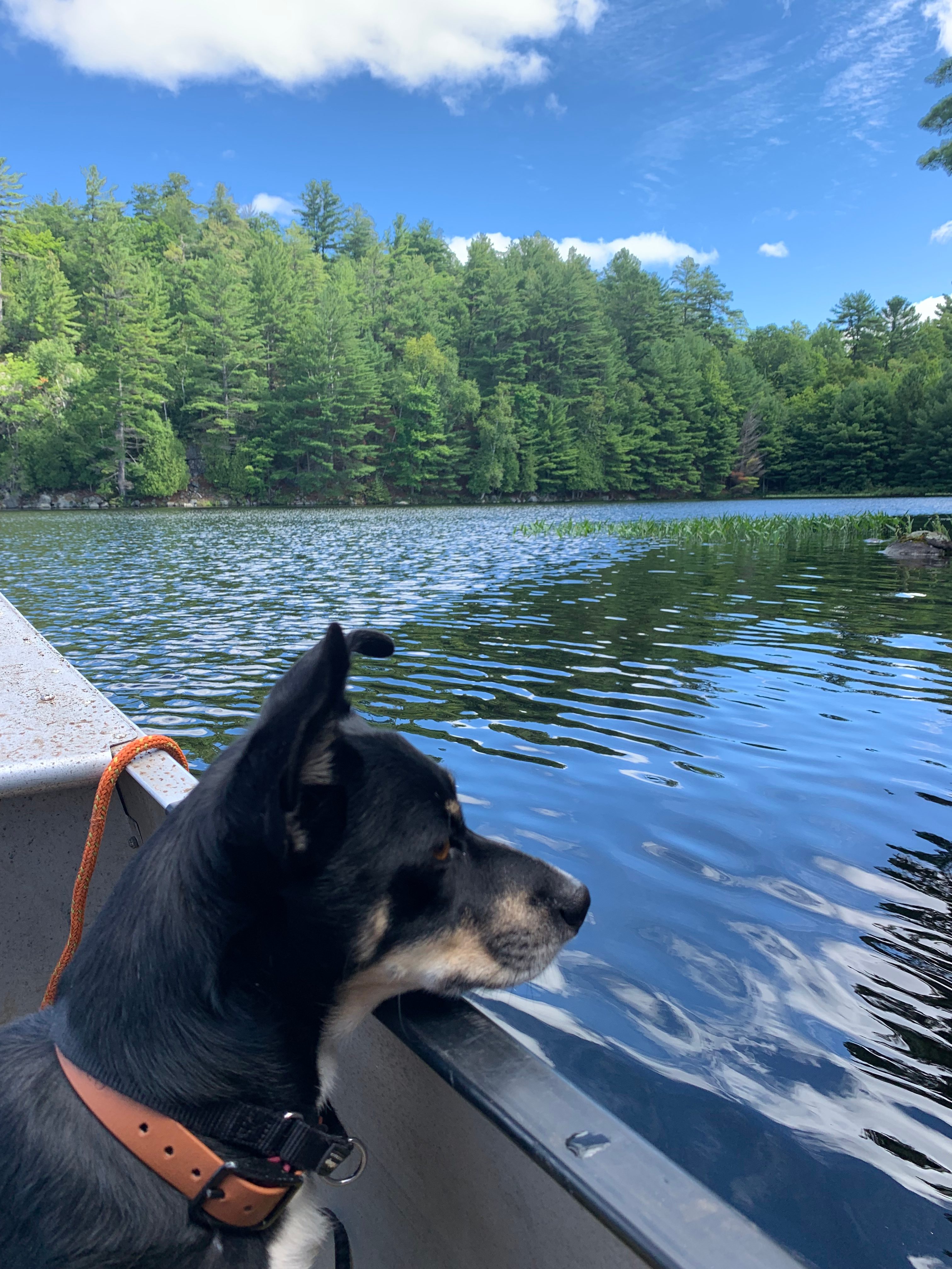 Natural Joy! Cosy Canoe Cottage