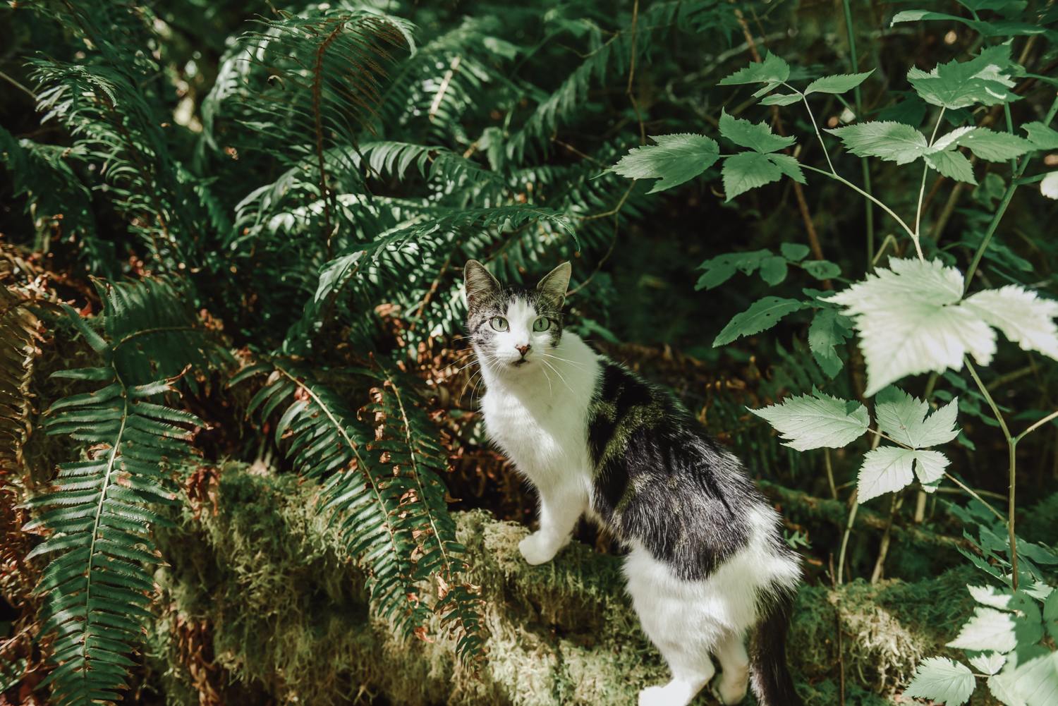 Misty Willow’s Farm and Camp