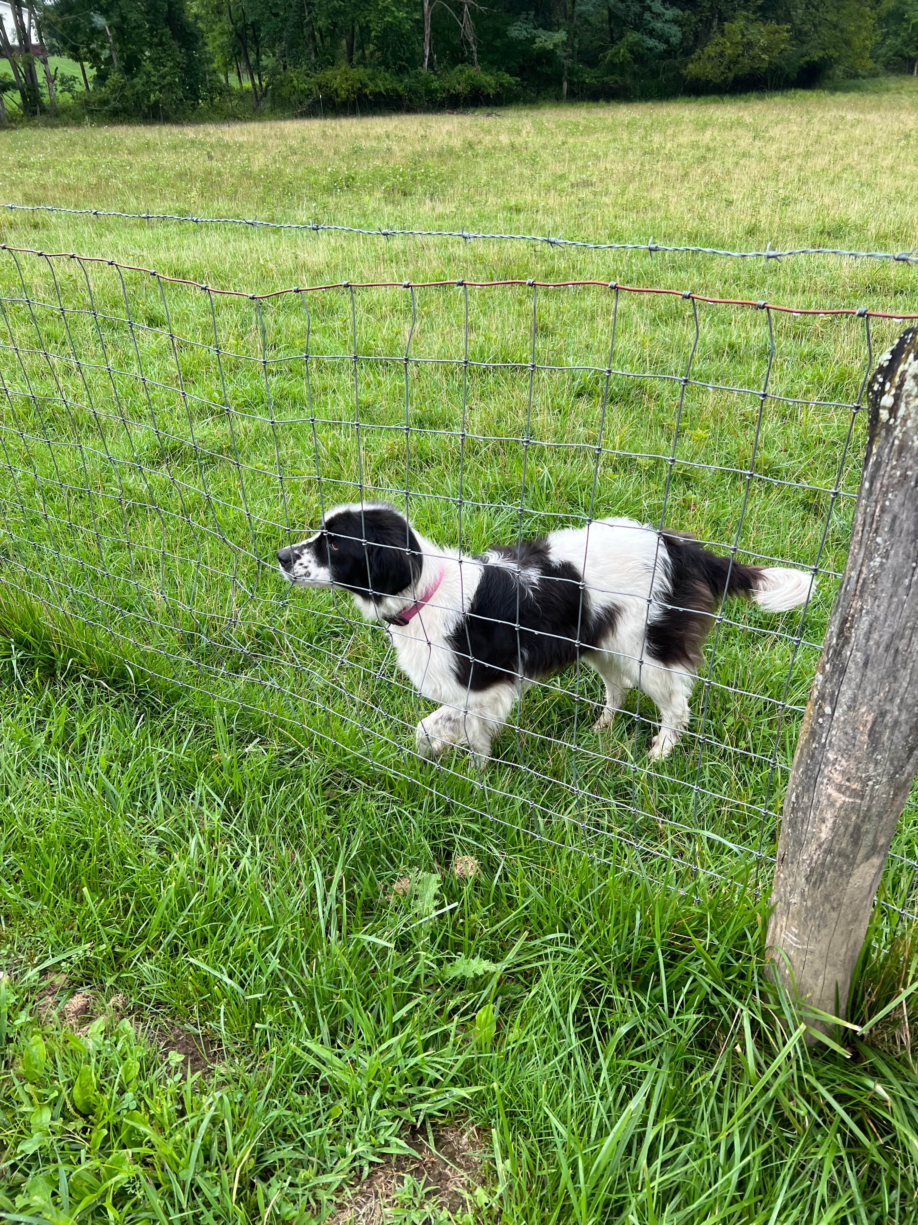 Liberty Highland Farm