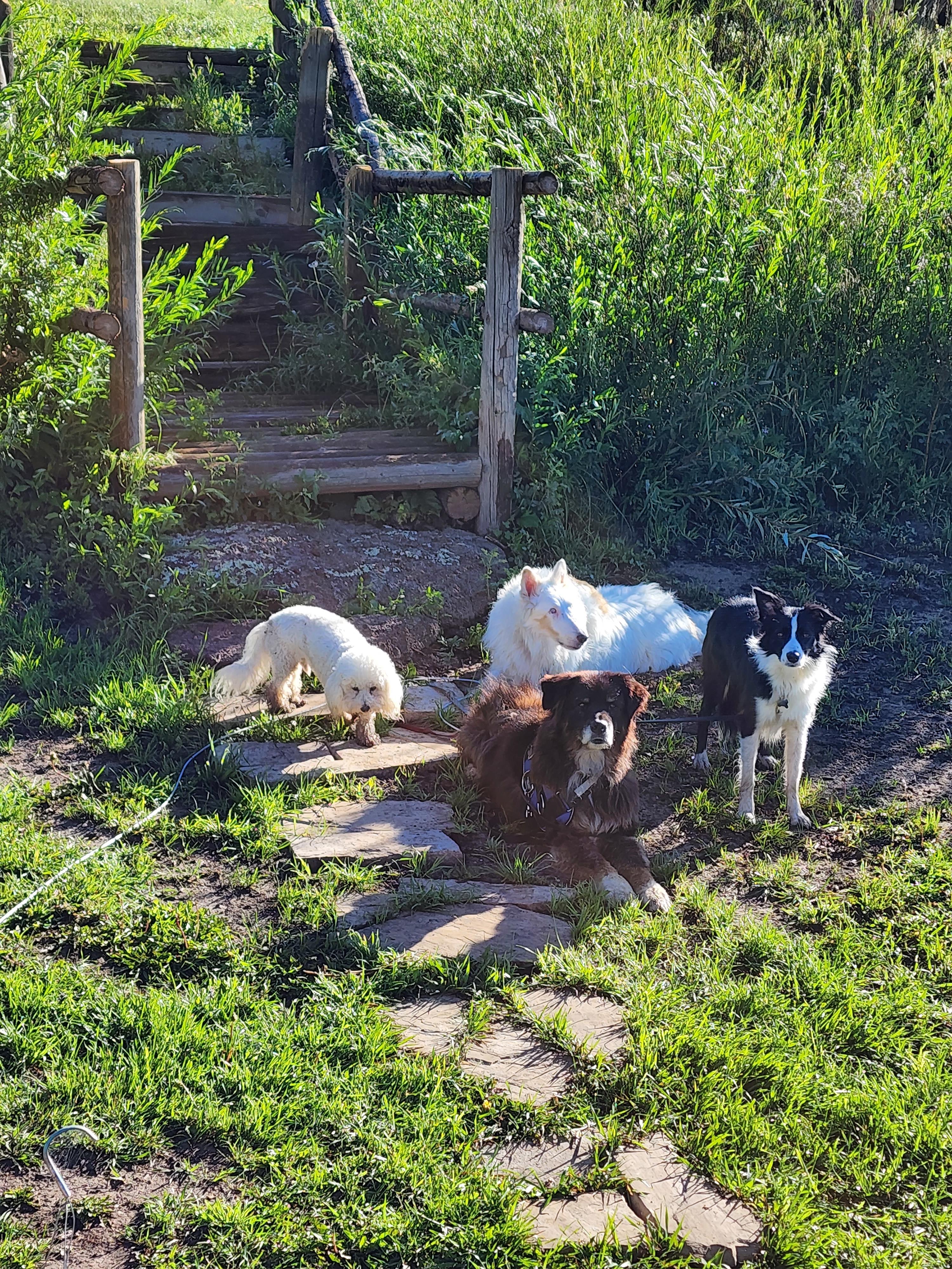 My cute dogs in front of steps