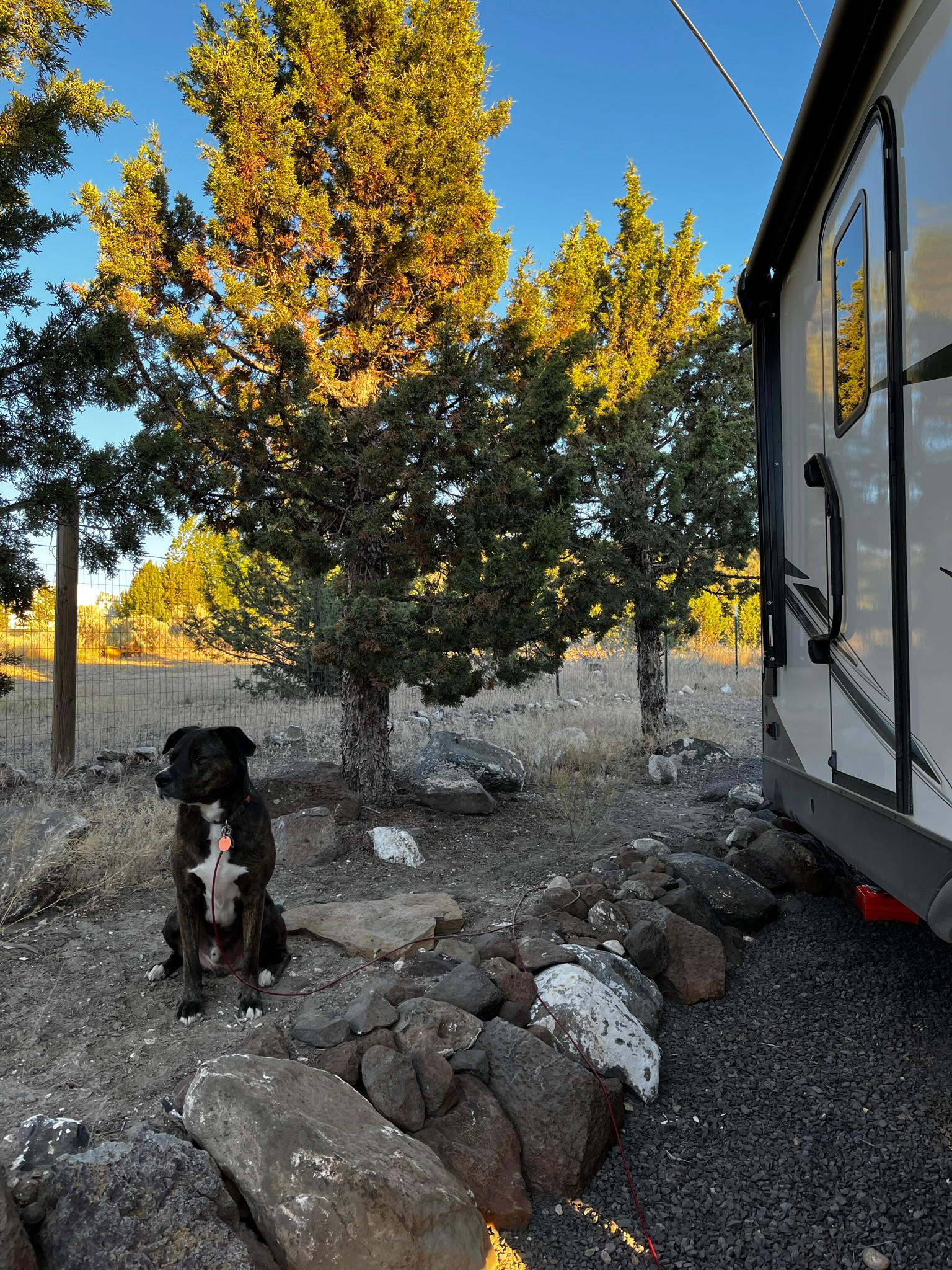 High Desert Juniper