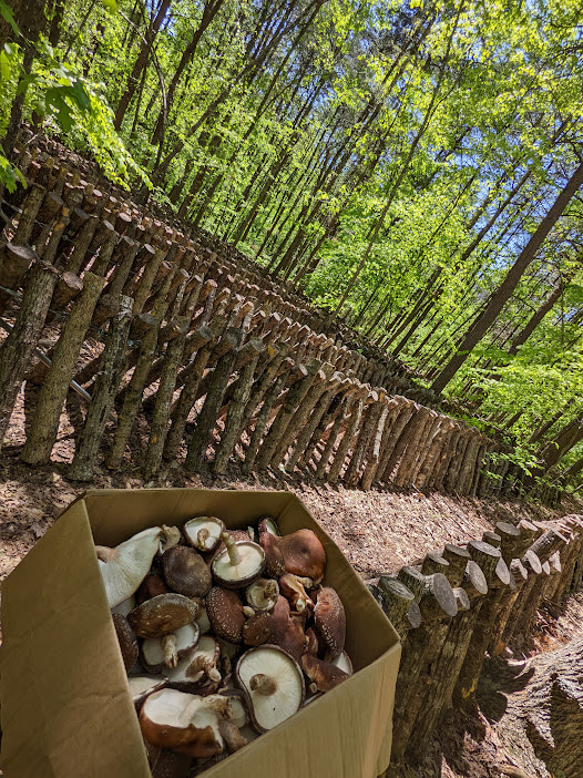 Phantom Hill Forest Retreats