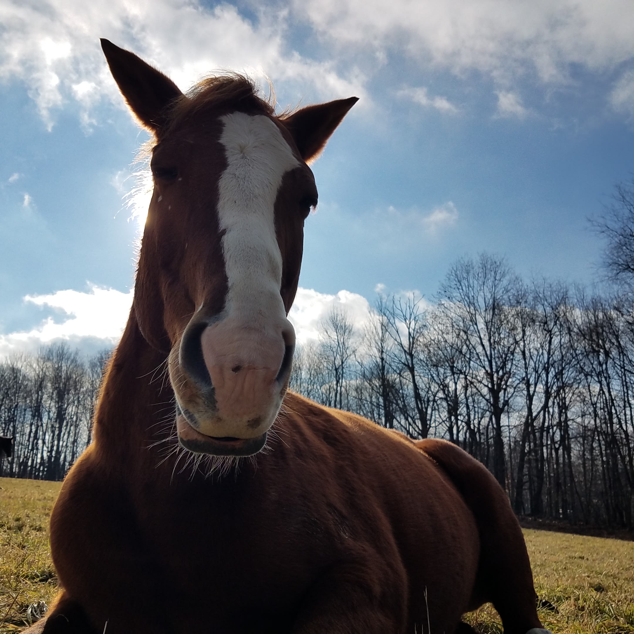 Cherry Plain Sanctuary Farm
