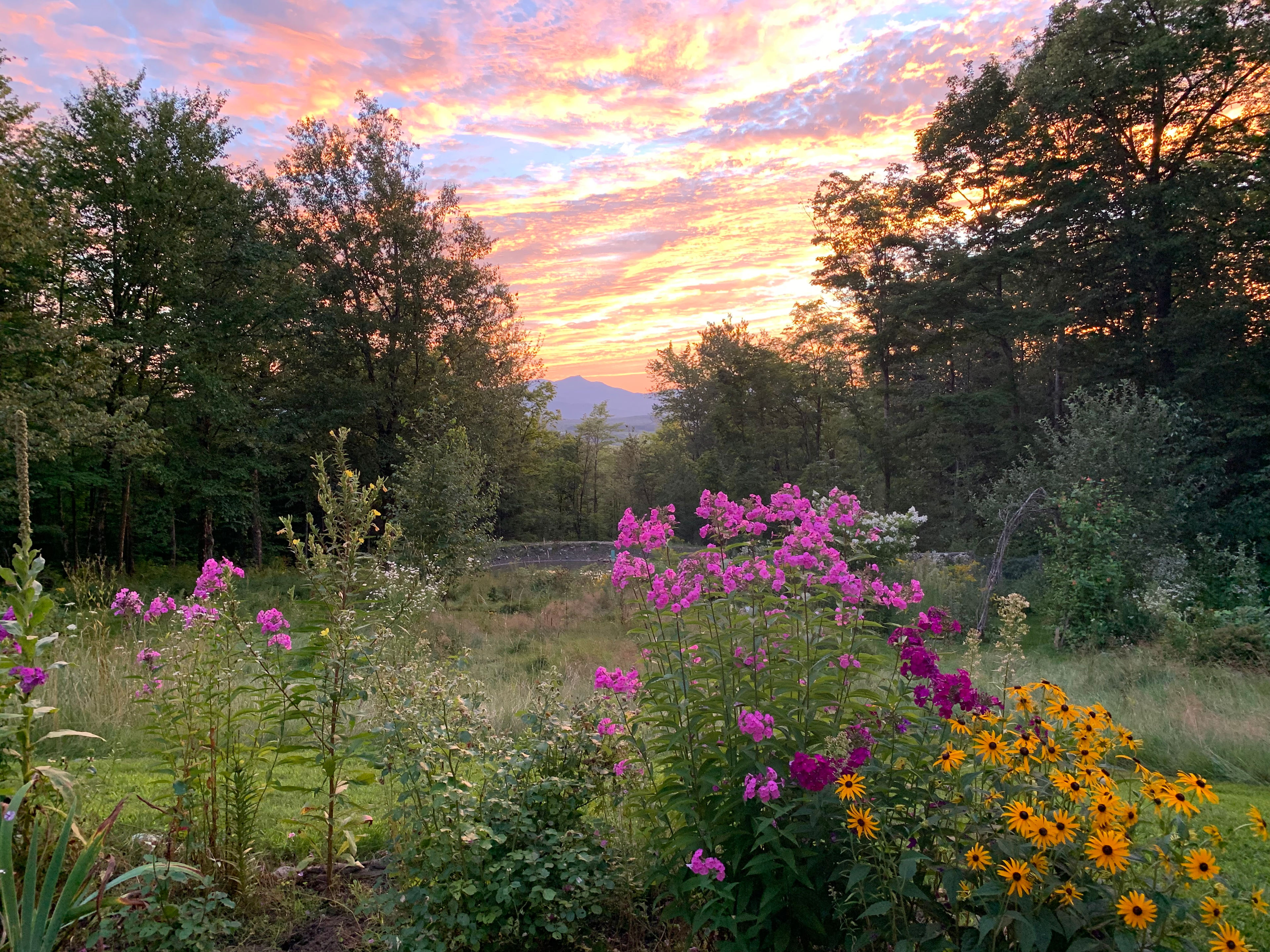 Froggy Acres Sunset