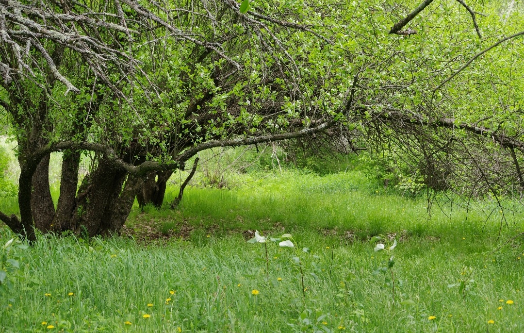 Garden Bed