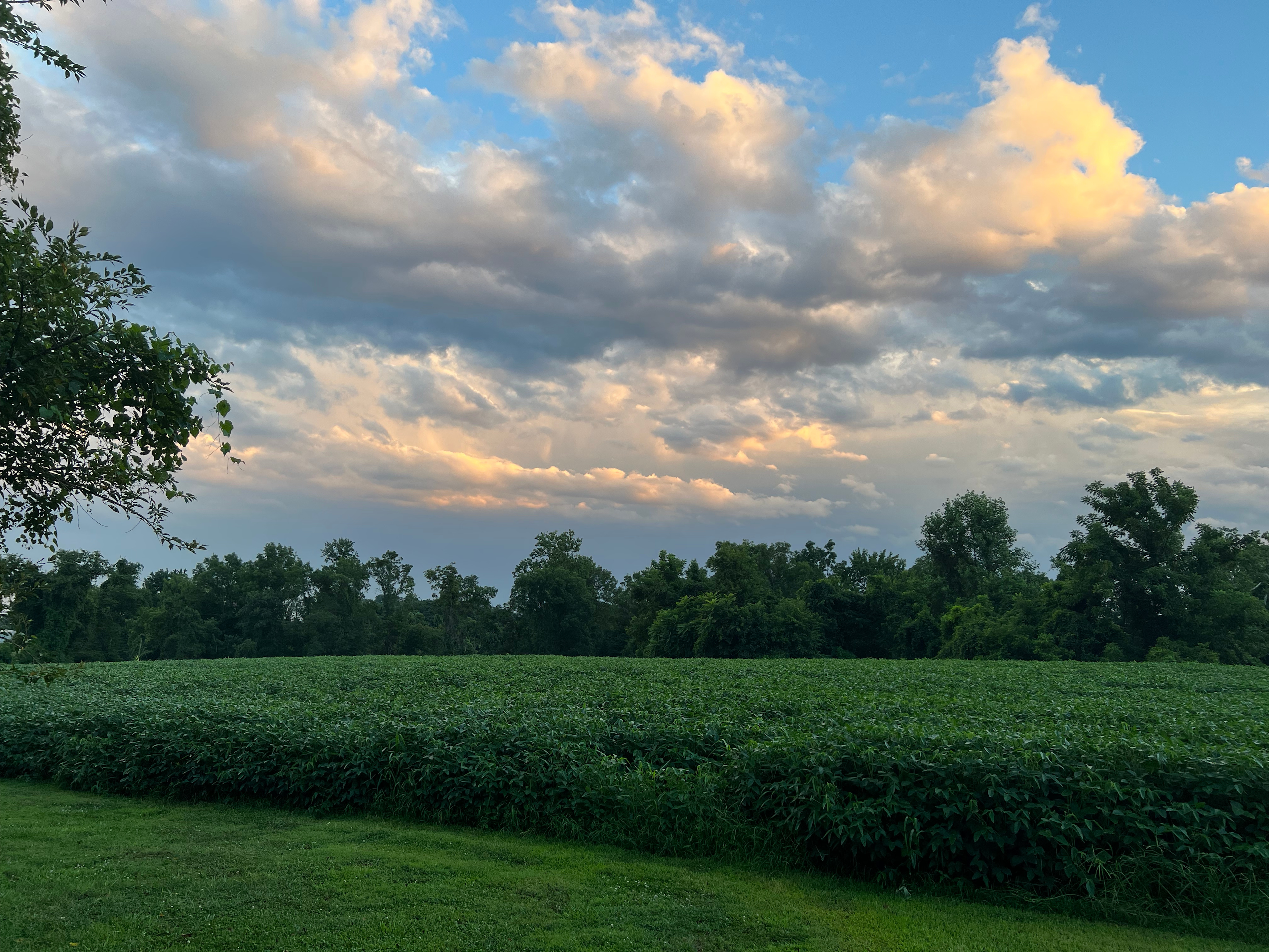 More great views across the soybean field behind the campsite. 