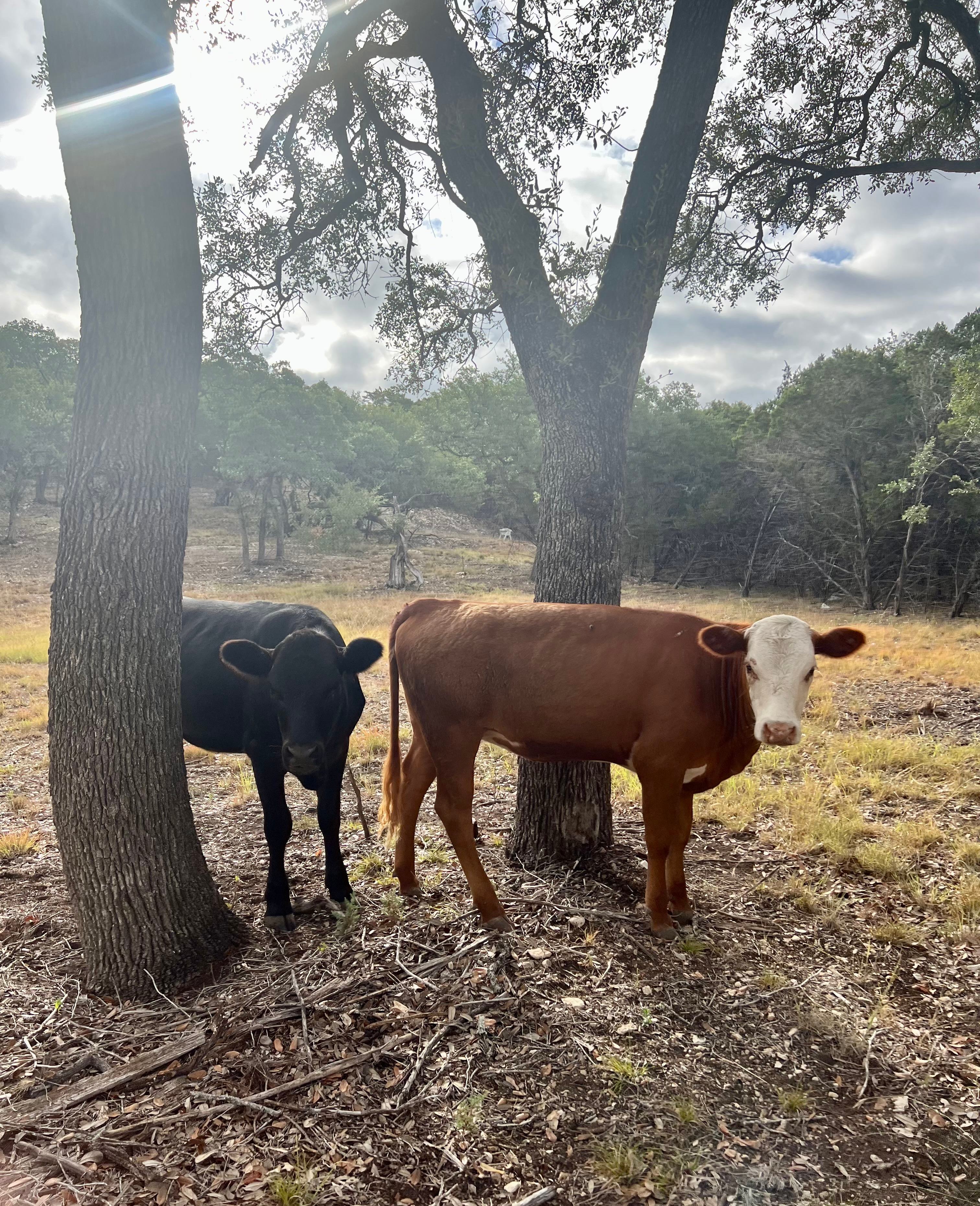 Lunar eclipse views! Family farm