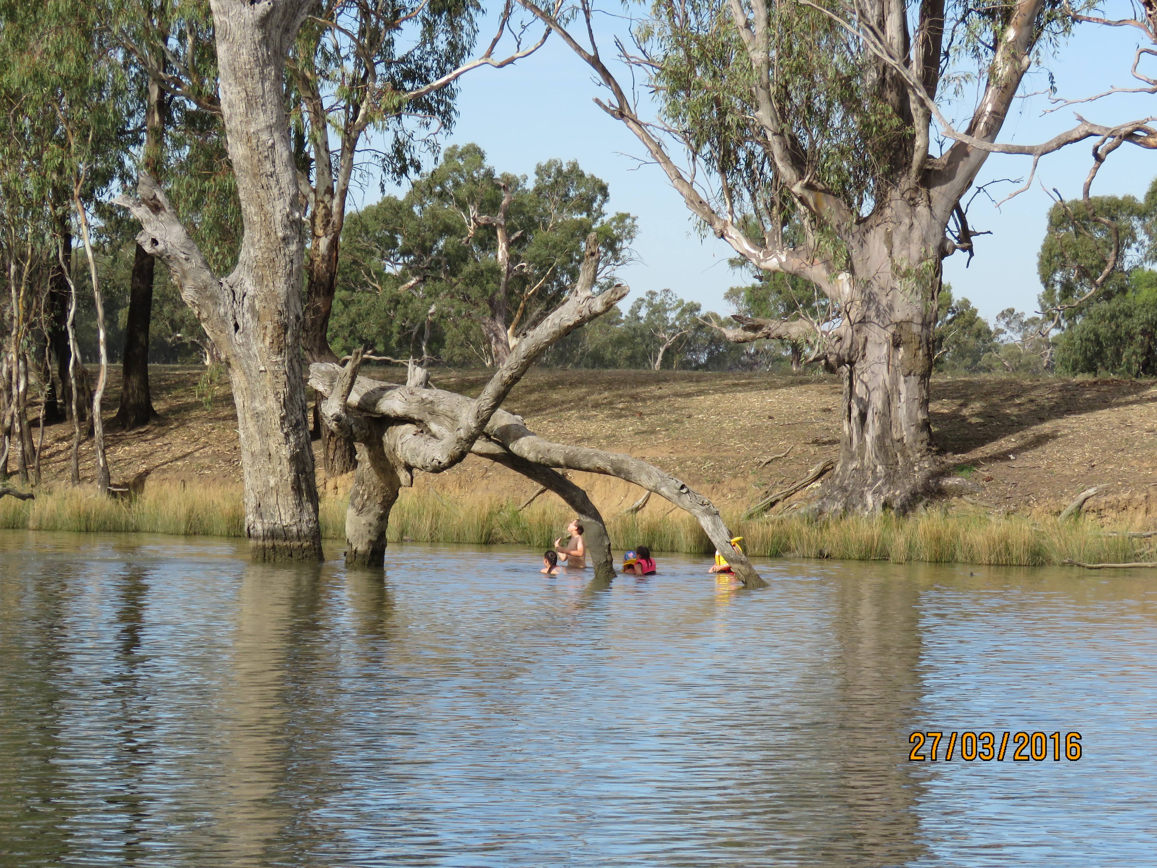 Hours of fun jumping off trees