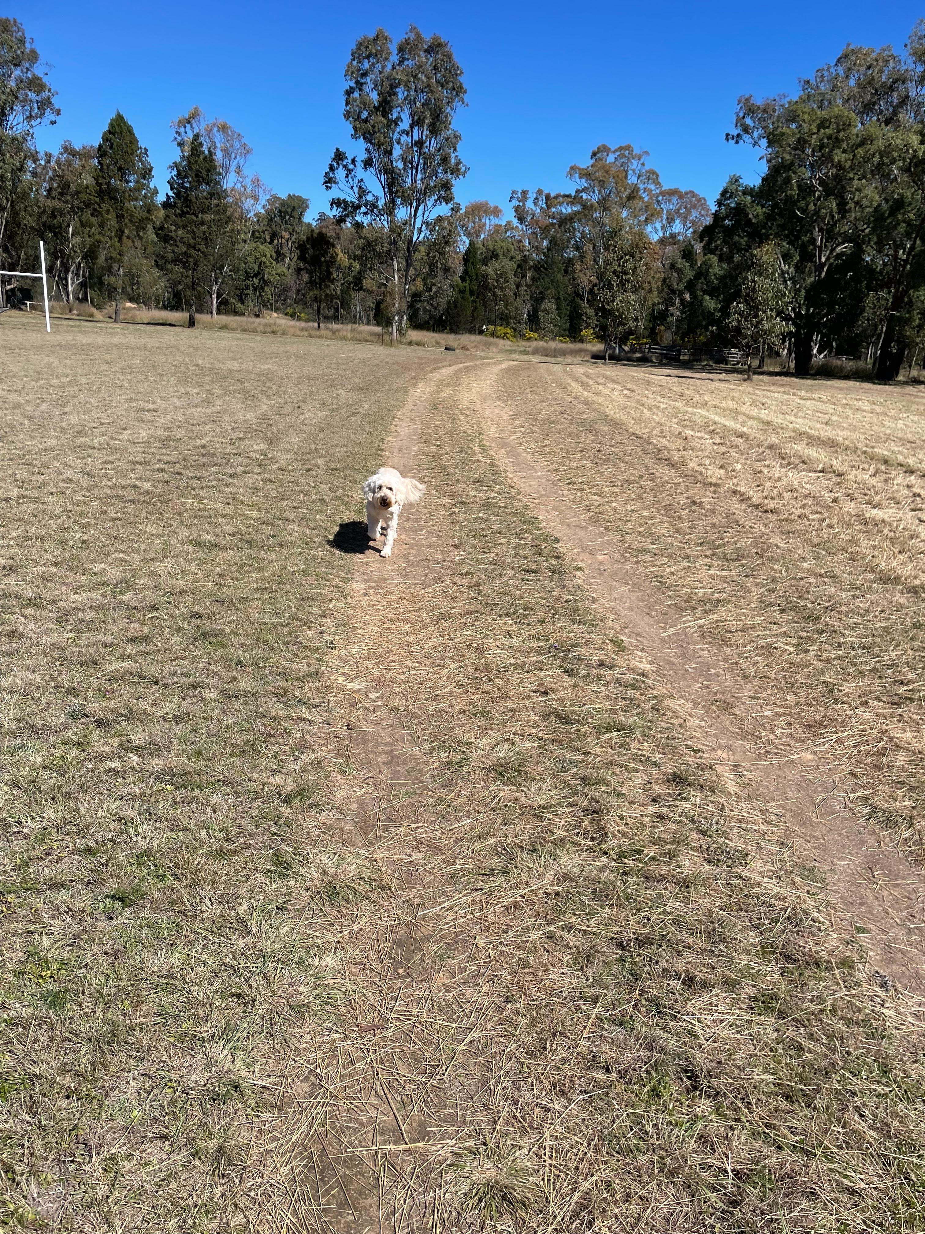 Doggie loved the open space 